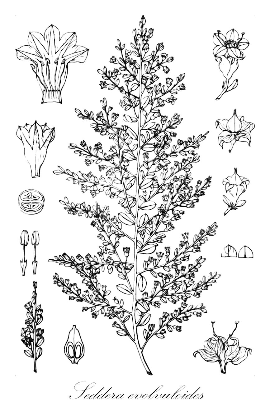 Seddera evolvuloides - Convolvulaceae,Plantae,Pteridobiotina,Angiosperms,Solanales,Convolvulaceae,Seddera,Seddera evolvuloides,Bonamia evolvuloides, Breweria choisyana, Breweria evolvuloides