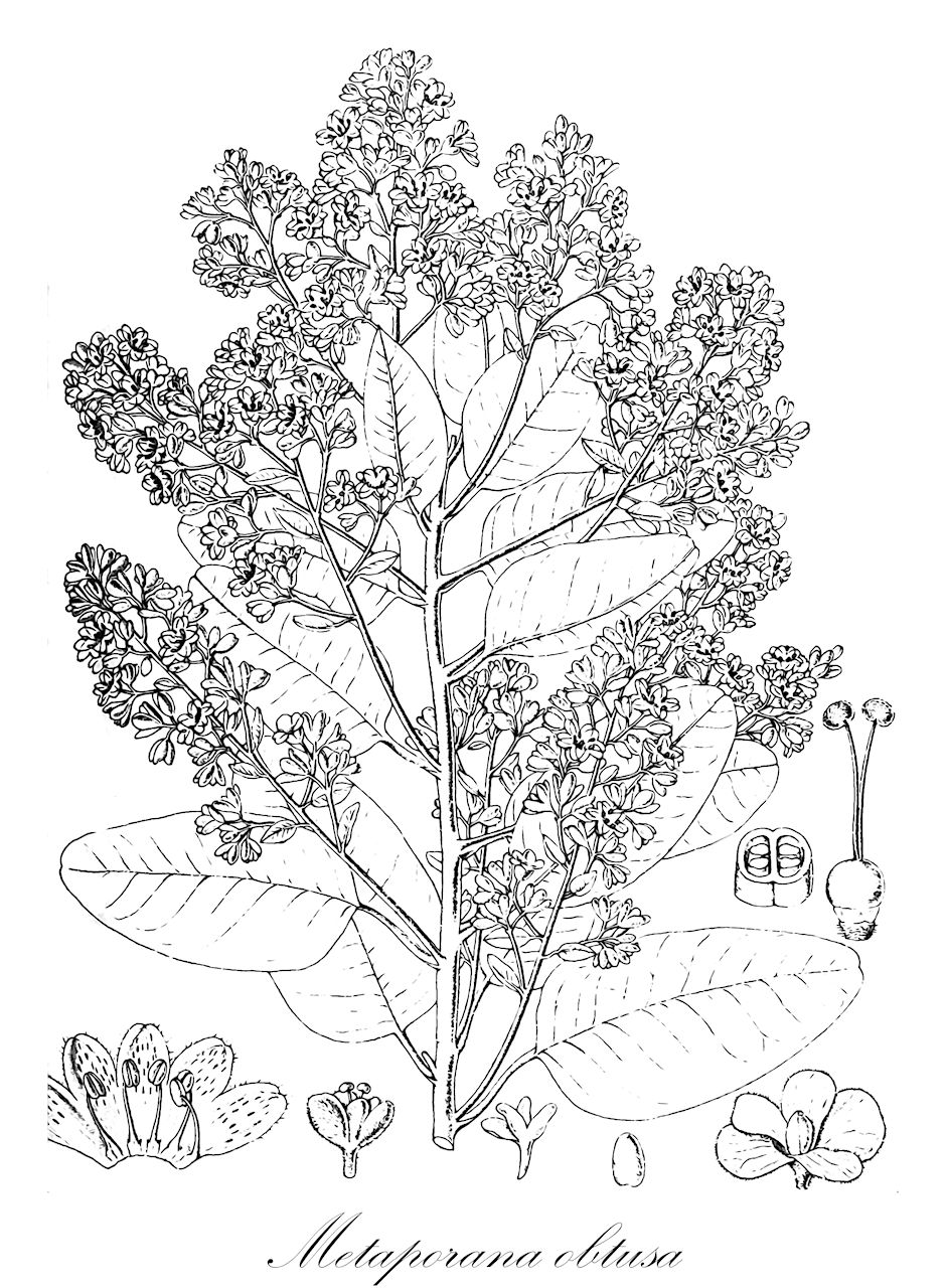 Metaporana obtusa - Convolvulaceae,Plantae,Pteridobiotina,Angiosperms,Solanales,Convolvulaceae,Metaporana,Metaporana obtusa,Porana obtusa