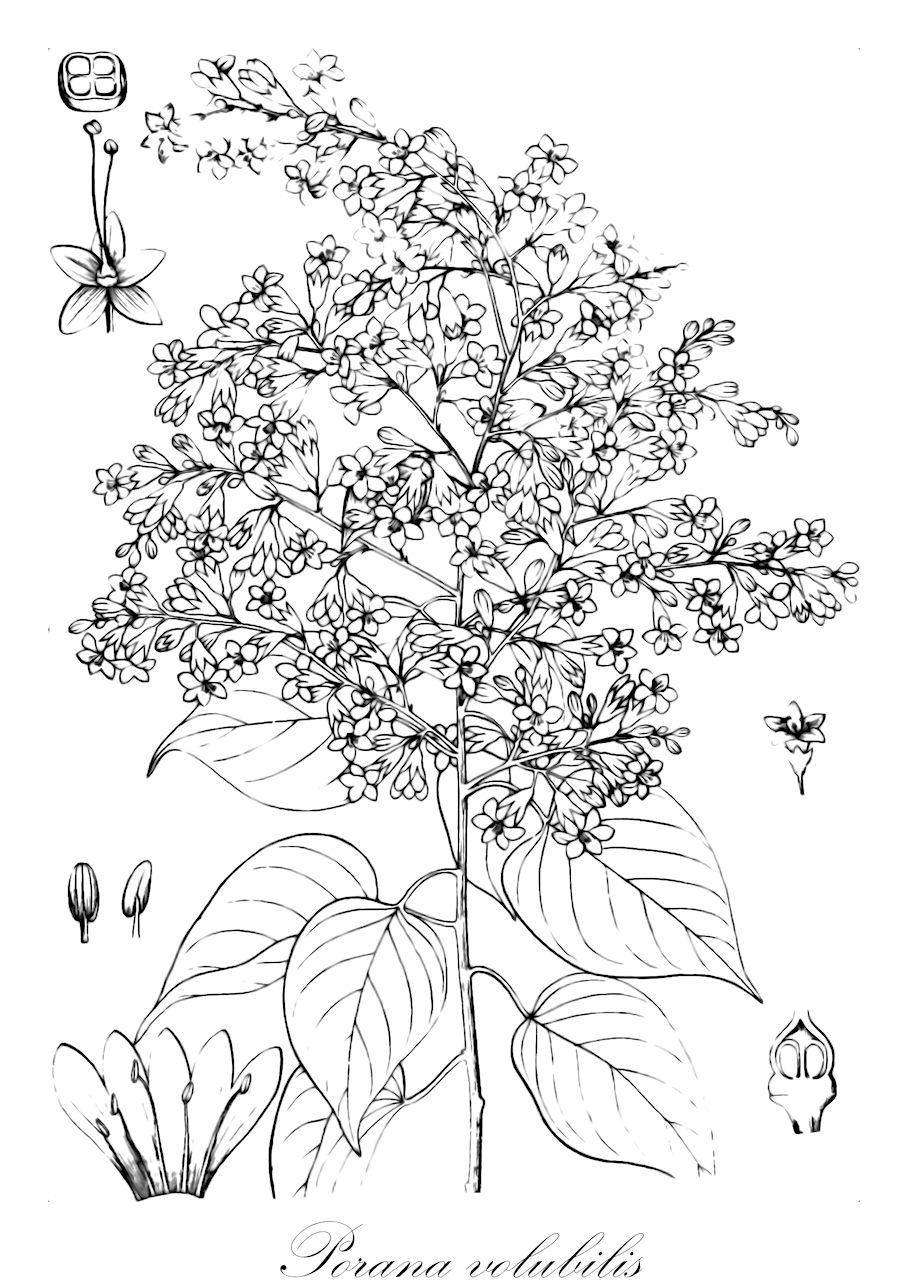 Porana volubilis - Convolvulaceae,Plantae,Pteridobiotina,Angiosperms,Solanales,Convolvulaceae,Porana,Porana volubilis