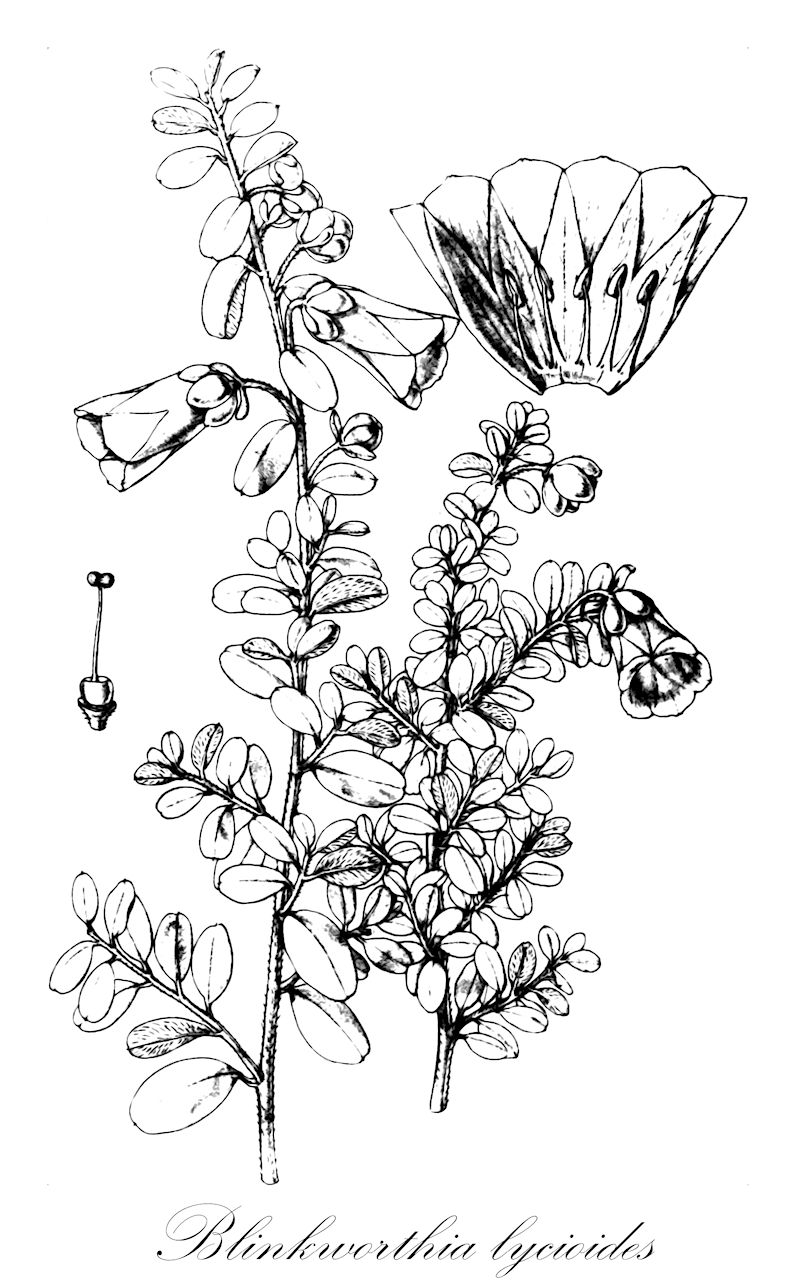 Blinkworthia lycioides - Convolvulaceae,Plantae,Pteridobiotina,Angiosperms,Solanales,Convolvulaceae,Blinkworthia,Blinkworthia lycioides