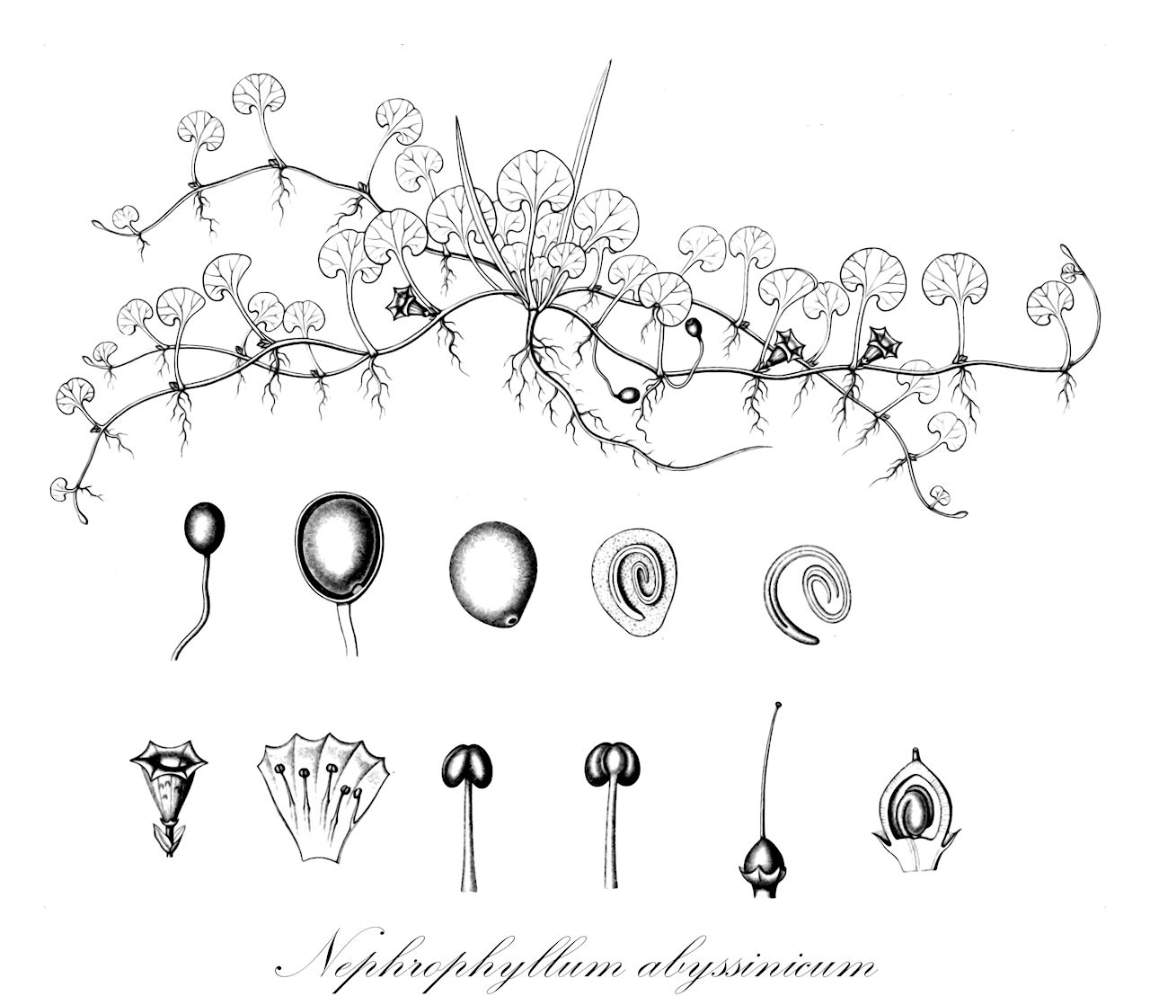 Nephrophyllum abyssinicum - Convolvulaceae,Plantae,Pteridobiotina,Angiosperms,Solanales,Convolvulaceae,Nephrophyllum,Nephrophyllum abyssinicum