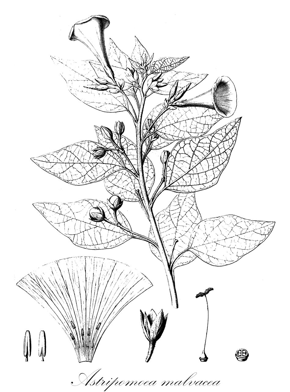 Astripomoea malvacea - Convolvulaceae,Plantae,Pteridobiotina,Angiosperms,Solanales,Convolvulaceae,Astripomoea,Astripomoea malvacea,Astrochlaena malvacea, Breweria malvacea, Convolvulus malvaceus