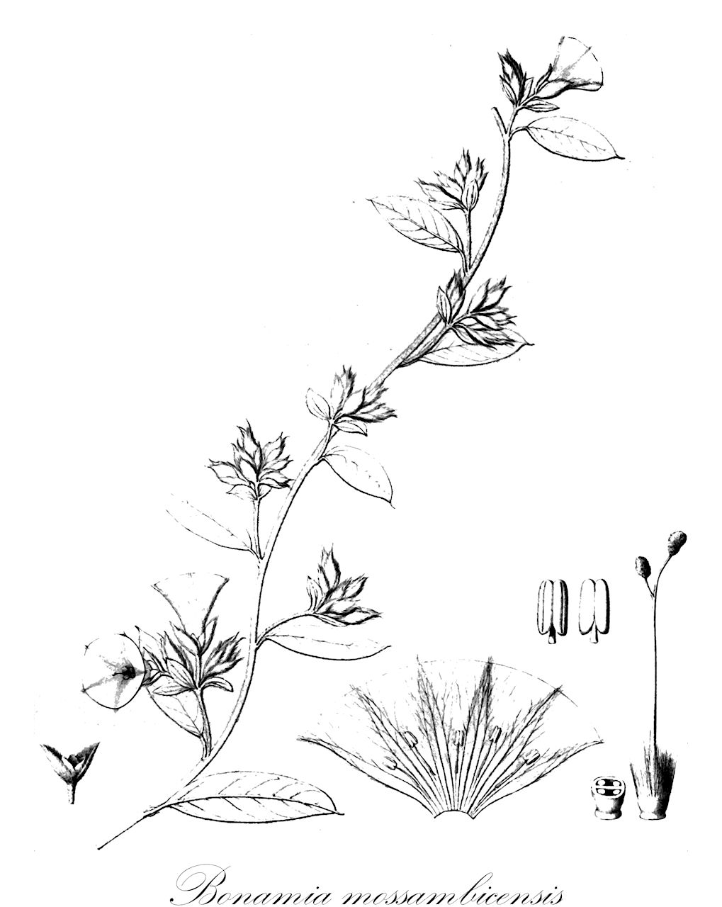 Bonamia mossambicensis - Convolvulaceae,Plantae,Pteridobiotina,Angiosperms,Solanales,Convolvulaceae,Bonamia,Bonamia mossambicensis,Breweria buddlejoides, Prevostea mossambicensis