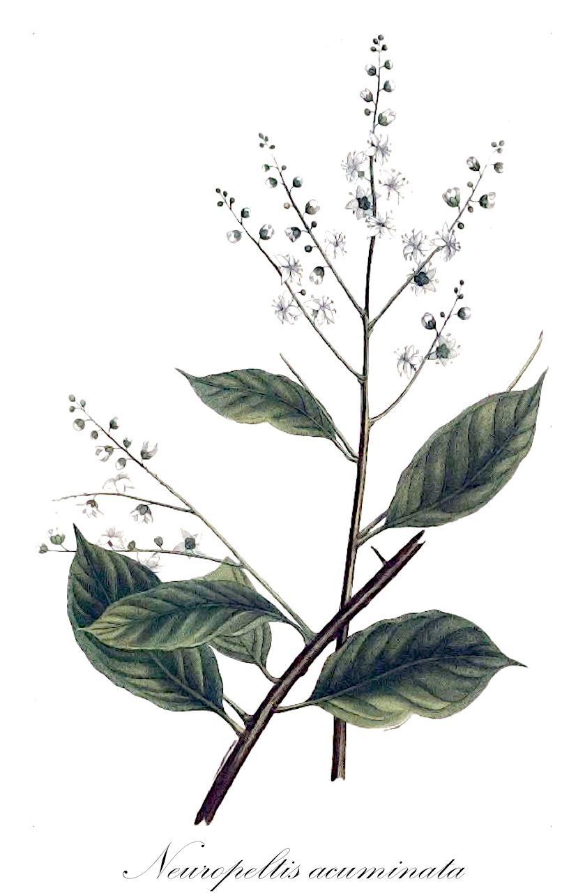 Neuropeltis acuminata - Convolvulaceae,Plantae,Pteridobiotina,Angiosperms,Solanales,Convolvulaceae,Neuropeltis,Neuropeltis acuminata,Neuropeltis vermoesenii, Porana acuminata