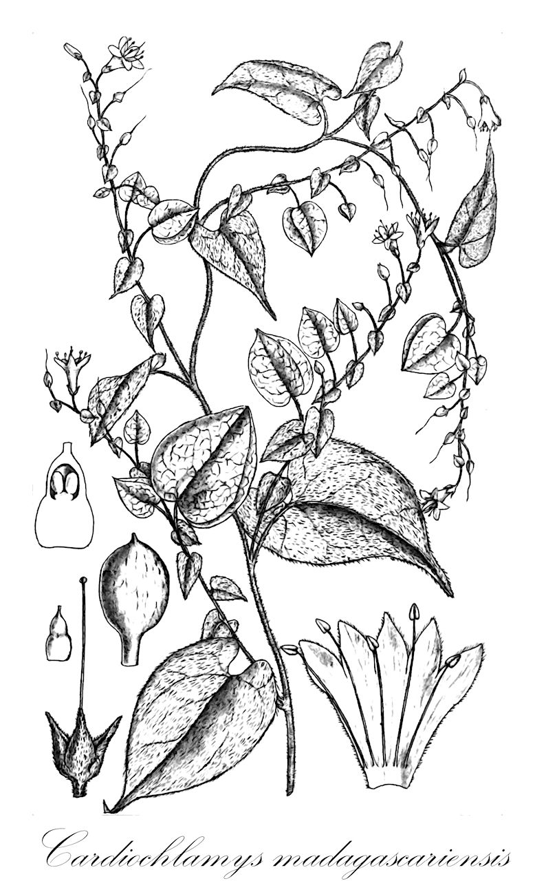 Cardiochlamys madagascariensis - Convolvulaceae,Plantae,Pteridobiotina,Angiosperms,Solanales,Convolvulaceae,Cardiochlamys,Cardiochlamys madagascariensis