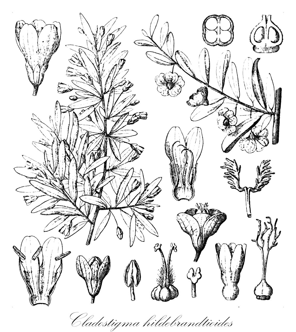 Cladostigma hildebrandtioides - Convolvulaceae,Plantae,Pteridobiotina,Angiosperms,Solanales,Convolvulaceae,Cladostigma,Cladostigma hildebrandtioides