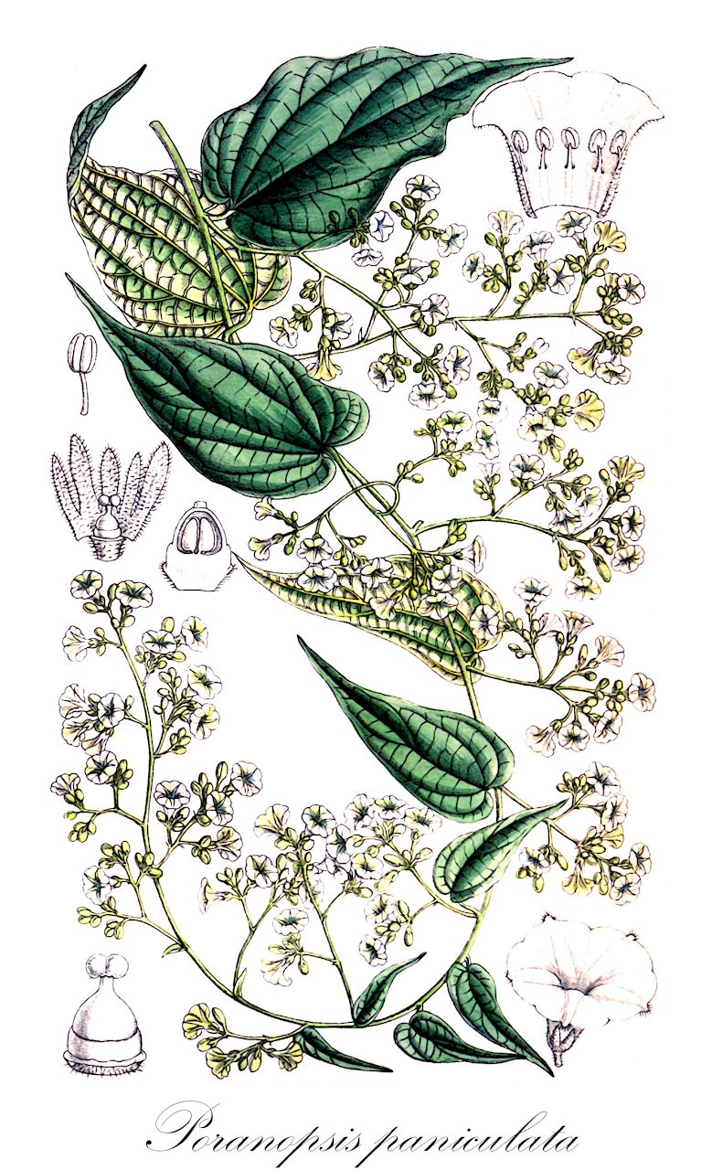 Poranopsis paniculata - Convolvulaceae,Plantae,Pteridobiotina,Angiosperms,Solanales,Convolvulaceae,Poranopsis,Poranopsis paniculata,Dinetus paniculata, Dinetus paniculatus, Porana paniculata, Porana tomentosa,Porana