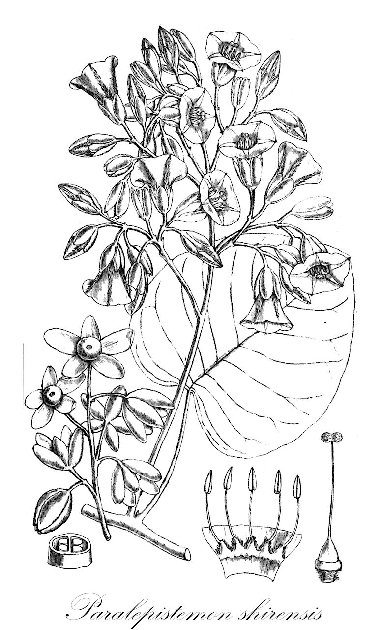 Paralepistemon shirensis - Convolvulaceae,Plantae,Pteridobiotina,Angiosperms,Solanales,Convolvulaceae,Paralepistemon,Paralepistemon shirensis,Ipomoea shirensis, Porana subrotundifolia, Rivea shirensis, Turbina shirensis