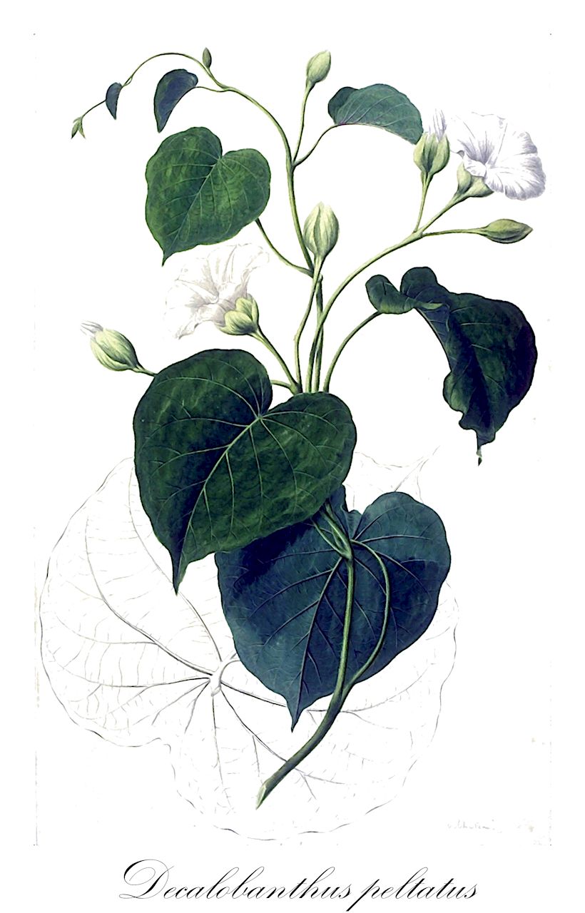 Decalobanthus peltatus - Convolvulaceae,Convolvulus nymphaeifolius, Convolvulus peltatus, Ipomoea menispermaceae, Ipomoea nymphaefolia, Ipomoea peltata, Merremia borneensis, Merremia elmeri, Merremia nymphaeifolia, Merremia peltata, Operculina peltata, Spiranthera peltata,Plantae,Pteridobiotina,Angiosperms,Solanales,Convolvulaceae,Decalobanthus,Decalobanthus peltatus