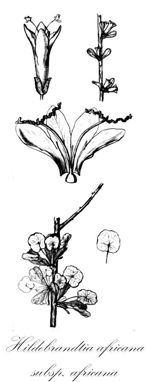 Hildebrandtia africana subsp. africana - Convolvulaceae,Plantae,Pteridobiotina,Angiosperms,Solanales,Convolvulaceae,Hildebrandtia,Hildebrandtia africana,Hildebrandtia africana subsp. africana,Hildebrandtia undulata, Hildebrandtia villosa