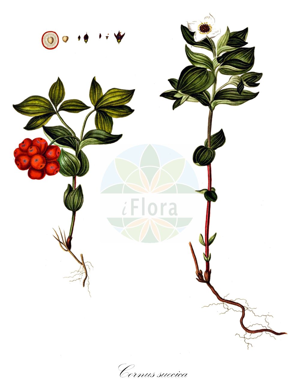 Historische Abbildung von Cornus suecica (Schwedischer Hartriegel - Dwarf Cornel). Das Bild zeigt Blatt, Bluete, Frucht und Same. ---- Historical Drawing of Cornus suecica (Schwedischer Hartriegel - Dwarf Cornel). The image is showing leaf, flower, fruit and seed.(Cornus suecica,Schwedischer Hartriegel,Dwarf Cornel,Arctocrania suecica,Chamaepericlymenum suecicum,Cornella suecica,Cornus biramis,Cornus borealis,Cornus herbacea,Cornus instolonea,Cornus suecica,Eukrania suecica,Ossea instolonea,Swida instolonea,Thelycrania instolonea,Schwedischer Hartriegel,Dwarf Cornel,Lapland Cornel,Cornus,Hartriegel,Cornel,Cornaceae,Hartriegelgewächse,Dogwood family,Blatt,Bluete,Frucht,Same,leaf,flower,fruit,seed,Oeder (1761-1883))