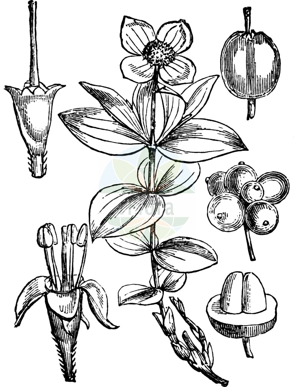 Historische Abbildung von Cornus suecica (Schwedischer Hartriegel - Dwarf Cornel). Das Bild zeigt Blatt, Bluete, Frucht und Same. ---- Historical Drawing of Cornus suecica (Schwedischer Hartriegel - Dwarf Cornel). The image is showing leaf, flower, fruit and seed.(Cornus suecica,Schwedischer Hartriegel,Dwarf Cornel,Arctocrania suecica,Chamaepericlymenum suecicum,Cornella suecica,Cornus biramis,Cornus borealis,Cornus herbacea,Cornus instolonea,Cornus suecica,Eukrania suecica,Ossea instolonea,Swida instolonea,Thelycrania instolonea,Schwedischer Hartriegel,Dwarf Cornel,Lapland Cornel,Cornus,Hartriegel,Cornel,Cornaceae,Hartriegelgewächse,Dogwood family,Blatt,Bluete,Frucht,Same,leaf,flower,fruit,seed,Fitch et al. (1880))