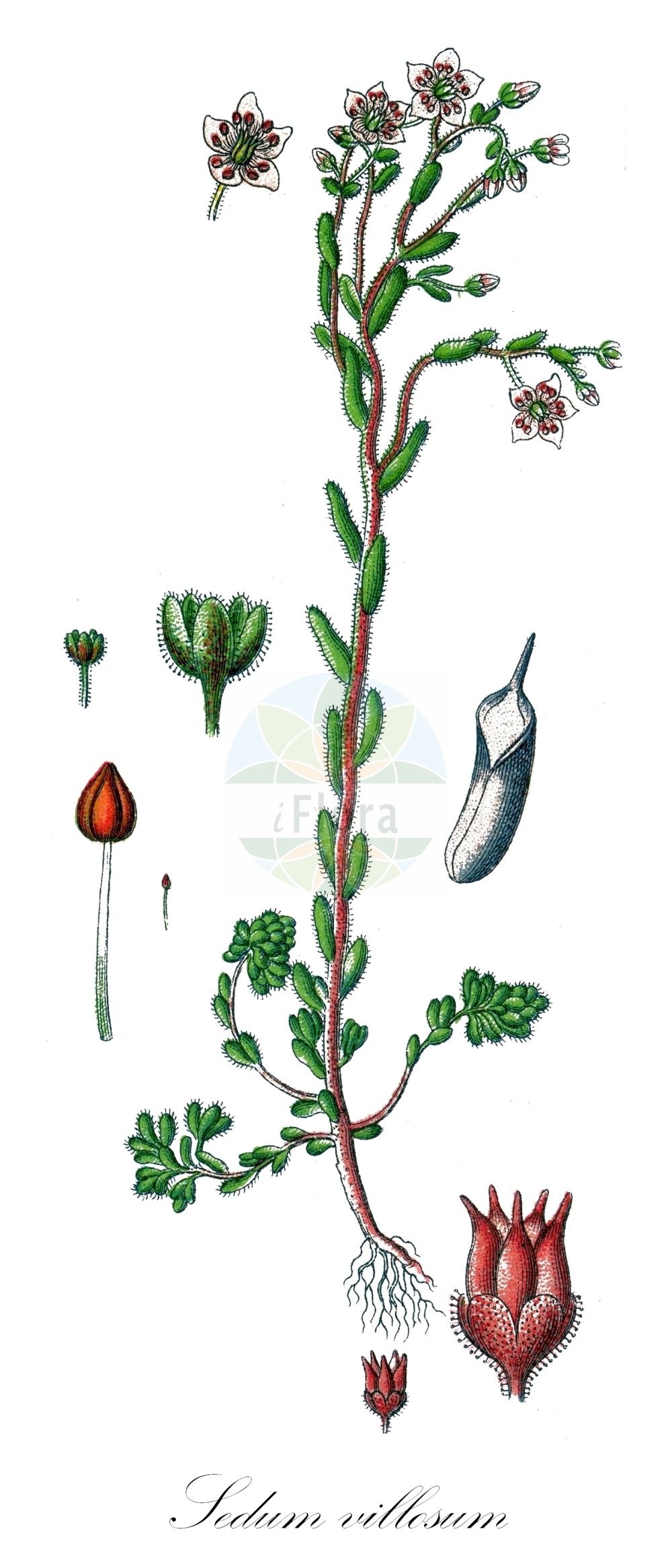 Historische Abbildung von Sedum villosum (Sumpf-Fetthenne - Hairy Stonecrop). Das Bild zeigt Blatt, Bluete, Frucht und Same. ---- Historical Drawing of Sedum villosum (Sumpf-Fetthenne - Hairy Stonecrop). The image is showing leaf, flower, fruit and seed.(Sedum villosum,Sumpf-Fetthenne,Hairy Stonecrop,Oreosedum villosum,Sedum pentandrum,Sedum villosum,Sedum villosum L. var.,Sumpf-Fetthenne,Druesen-Mauerpfeffer,Moor-Mauerpfeffer,Hairy Stonecrop,Purple Stonecrop,Sedum,Fetthenne,Stonecrop,Crassulaceae,Dickblattgewächse,Stonecrop family,Blatt,Bluete,Frucht,Same,leaf,flower,fruit,seed,Sturm (1796f))