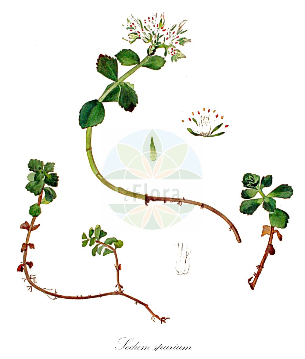 Historische Abbildung von Sedum spurium (Kaukasus-Asienfetthenne - Caucasian-stonecrop). Das Bild zeigt Blatt, Bluete, Frucht und Same. ---- Historical Drawing of Sedum spurium (Kaukasus-Asienfetthenne - Caucasian-stonecrop). The image is showing leaf, flower, fruit and seed.(Sedum spurium,Kaukasus-Asienfetthenne,Caucasian-stonecrop,Asterosedum spurium,Sedum crenatum,Sedum oppositifolium,Sedum spurium,Sedum spurium subsp. oppositifolium,Kaukasus-Asienfetthenne,Kaukasus-Fetthenne,Caucasian-stonecrop,Two-row Stonecrop,Sedum,Fetthenne,Stonecrop,Crassulaceae,Dickblattgewächse,Stonecrop family,Blatt,Bluete,Frucht,Same,leaf,flower,fruit,seed,Kops (1800-1934))