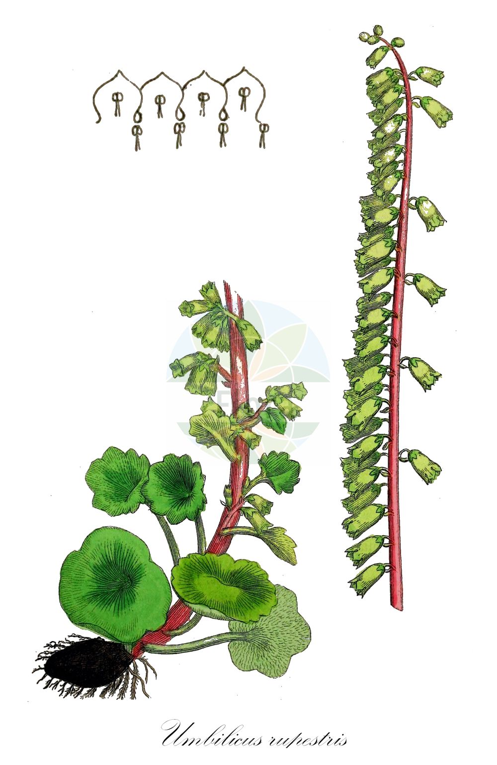 Historische Abbildung von Umbilicus rupestris (Navelwort). Das Bild zeigt Blatt, Bluete, Frucht und Same. ---- Historical Drawing of Umbilicus rupestris (Navelwort). The image is showing leaf, flower, fruit and seed.(Umbilicus rupestris,Navelwort,Cotyledon pendulina,Cotyledon tuberosa,Cotyledon umbilicus-veneris,Umbilicus deflexus,Umbilicus patulus,Umbilicus pendulinus,Umbilicus rupestris,Umbilicus,Crassulaceae,Dickblattgewächse,Stonecrop family,Blatt,Bluete,Frucht,Same,leaf,flower,fruit,seed,Sowerby (1790-1813))