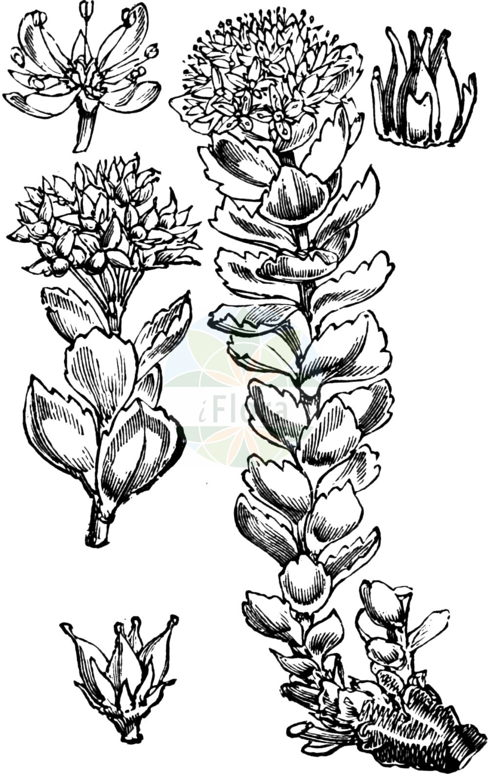 Historische Abbildung von Rhodiola rosea (Rosenwurz - Roseroot). Das Bild zeigt Blatt, Bluete, Frucht und Same. ---- Historical Drawing of Rhodiola rosea (Rosenwurz - Roseroot). The image is showing leaf, flower, fruit and seed.(Rhodiola rosea,Rosenwurz,Roseroot,Rhodiola arctica,Rhodiola iremelica,Rhodiola rosea,Rhodiola scopolii,Sedum rhodiola,Sedum rosea,Sedum roseum,Sedum scopolii,Rosenwurz,Roseroot,King's Crown,Roseroot Stonecrop,Golden Root,Rhodiola,Rosenwurz,Stonecrop,Crassulaceae,Dickblattgewächse,Stonecrop family,Blatt,Bluete,Frucht,Same,leaf,flower,fruit,seed,Fitch et al. (1880))