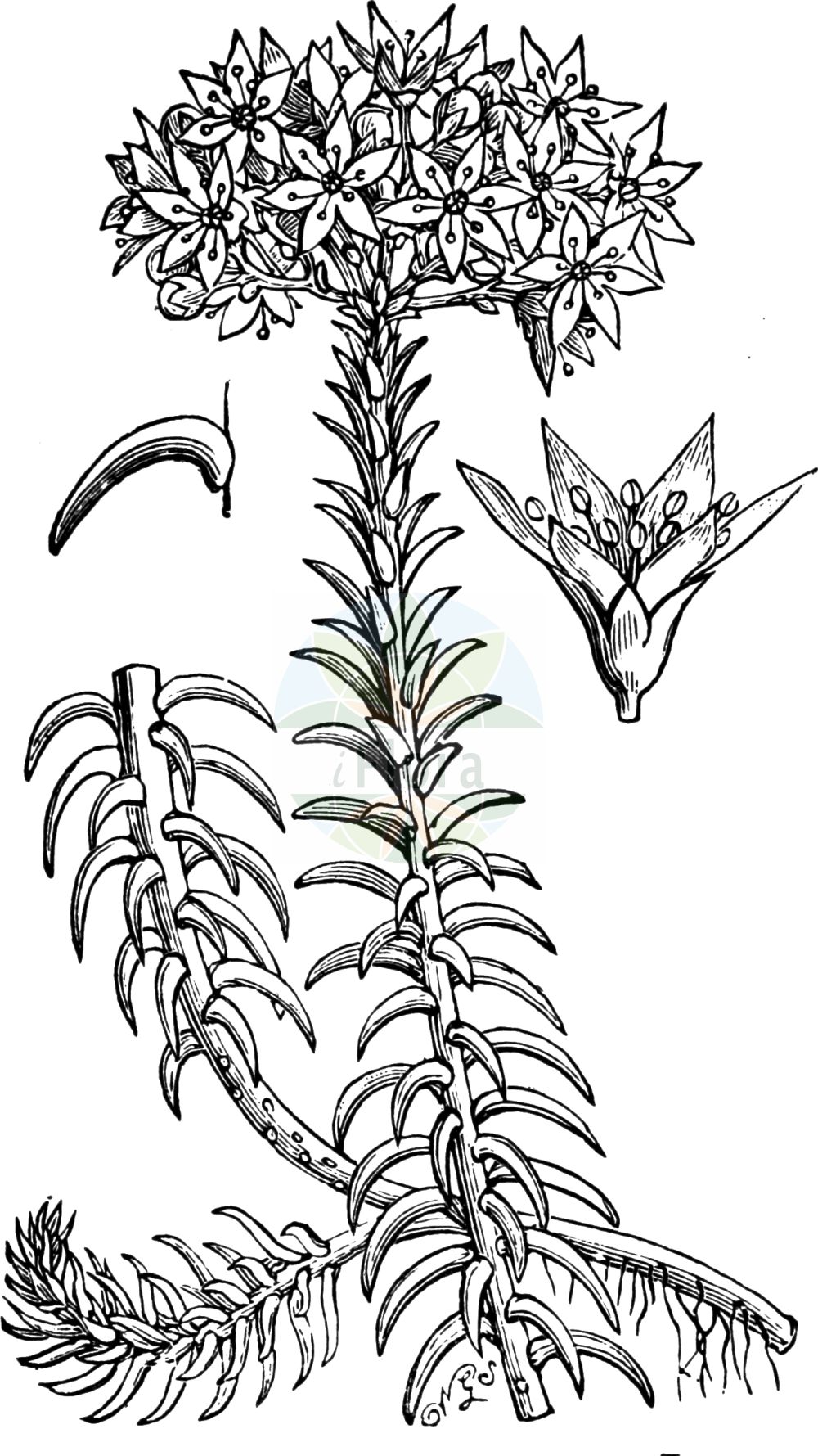 Historische Abbildung von Sedum rupestre (Felsen-Fetthenne - Reflexed Stonecrop). Das Bild zeigt Blatt, Bluete, Frucht und Same. ---- Historical Drawing of Sedum rupestre (Felsen-Fetthenne - Reflexed Stonecrop). The image is showing leaf, flower, fruit and seed.(Sedum rupestre,Felsen-Fetthenne,Reflexed Stonecrop,Petrosedum reflexum,Sedum albescens,Sedum reflexum,Sedum rupestre,Sedum rupestre subsp. albescens,Felsen-Fetthenne,Tripmadam,Reflexed Stonecrop,Jenny's Stonecrop,Rock Stonecrop,Sedum,Fetthenne,Stonecrop,Crassulaceae,Dickblattgewächse,Stonecrop family,Blatt,Bluete,Frucht,Same,leaf,flower,fruit,seed,Fitch et al. (1880))