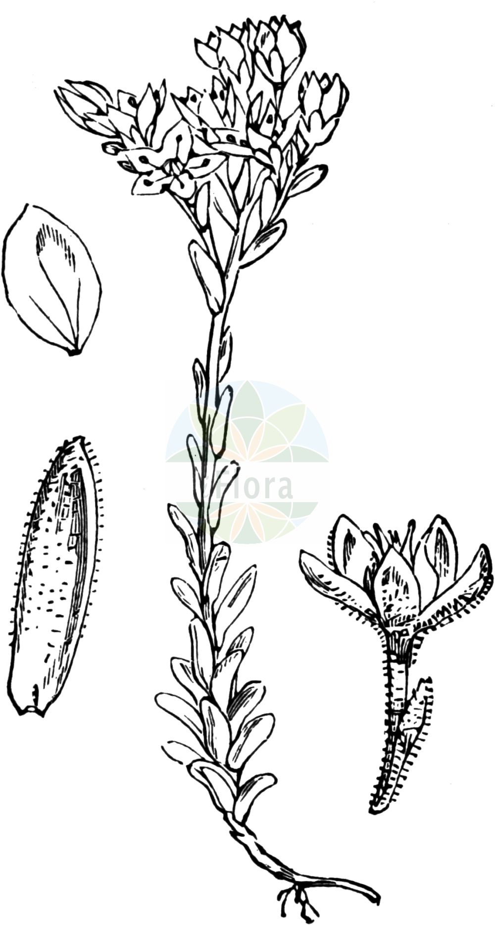 Historische Abbildung von Sedum villosum (Sumpf-Fetthenne - Hairy Stonecrop). Das Bild zeigt Blatt, Bluete, Frucht und Same. ---- Historical Drawing of Sedum villosum (Sumpf-Fetthenne - Hairy Stonecrop). The image is showing leaf, flower, fruit and seed.(Sedum villosum,Sumpf-Fetthenne,Hairy Stonecrop,Oreosedum villosum,Sedum pentandrum,Sedum villosum,Sedum villosum L. var.,Sumpf-Fetthenne,Druesen-Mauerpfeffer,Moor-Mauerpfeffer,Hairy Stonecrop,Purple Stonecrop,Sedum,Fetthenne,Stonecrop,Crassulaceae,Dickblattgewächse,Stonecrop family,Blatt,Bluete,Frucht,Same,leaf,flower,fruit,seed,Fitch et al. (1880))