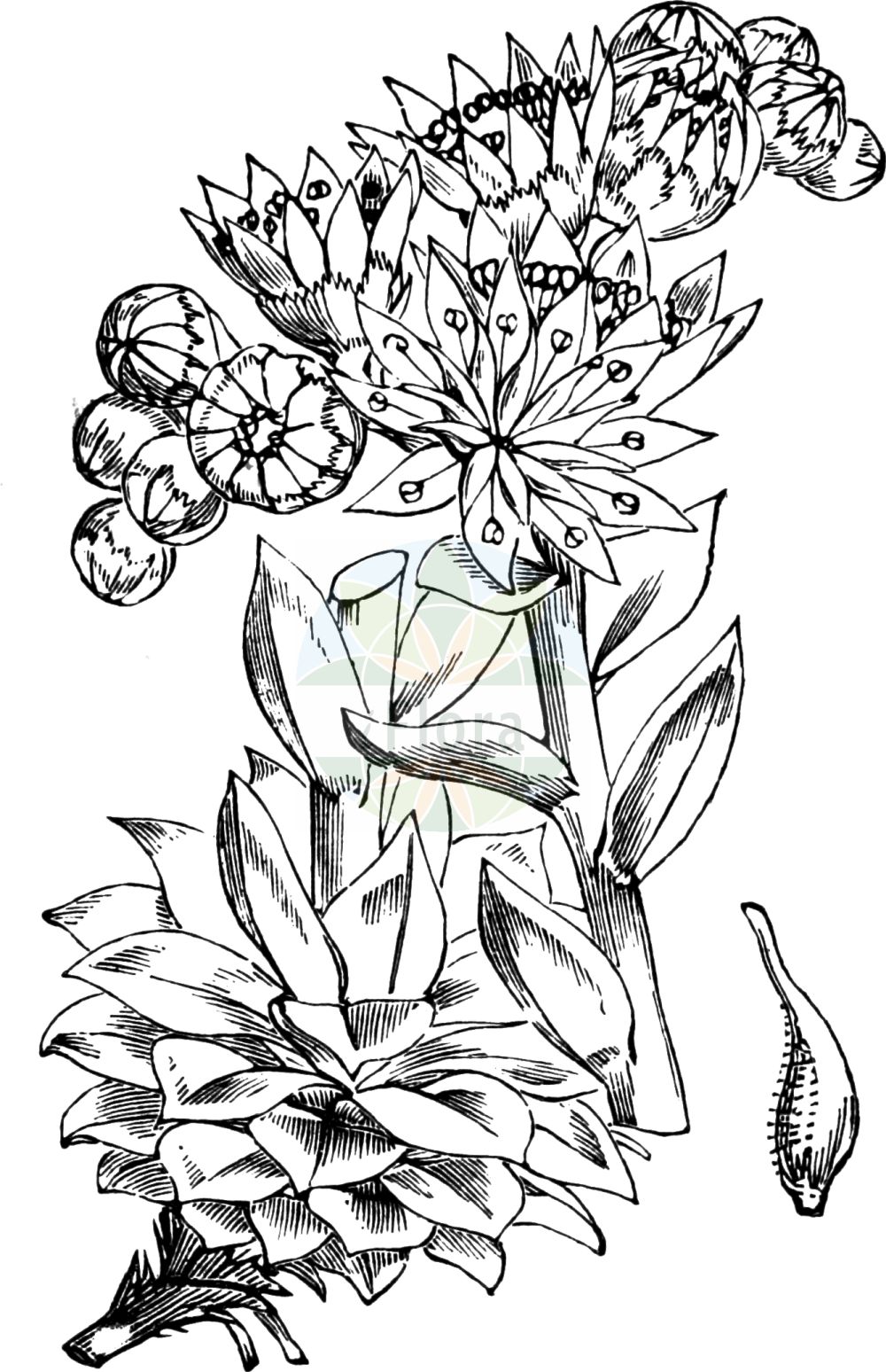 Historische Abbildung von Sempervivum tectorum (Dach-Hauswurz - House-leek). Das Bild zeigt Blatt, Bluete, Frucht und Same. ---- Historical Drawing of Sempervivum tectorum (Dach-Hauswurz - House-leek). The image is showing leaf, flower, fruit and seed.(Sempervivum tectorum,Dach-Hauswurz,House-leek,Sempervivum acuminatum,Sempervivum alpinum,Sempervivum andreanum,Sempervivum assimile,Sempervivum ballsii,Sempervivum boutignyanum,Sempervivum clusianum,Sempervivum glaucum,Sempervivum mettenianum,Sempervivum schottii,Sempervivum tectorum,Sempervivum tectorum var. rhenanum,Dach-Hauswurz,Alpen-Dachhauswurz,Gewoehnliche Hauswurz,House-leek,Common Houseleek,Hen-and-Chickens,Sempervivum,Hauswurz,Houseleek,Crassulaceae,Dickblattgewächse,Stonecrop family,Blatt,Bluete,Frucht,Same,leaf,flower,fruit,seed,Fitch et al. (1880))