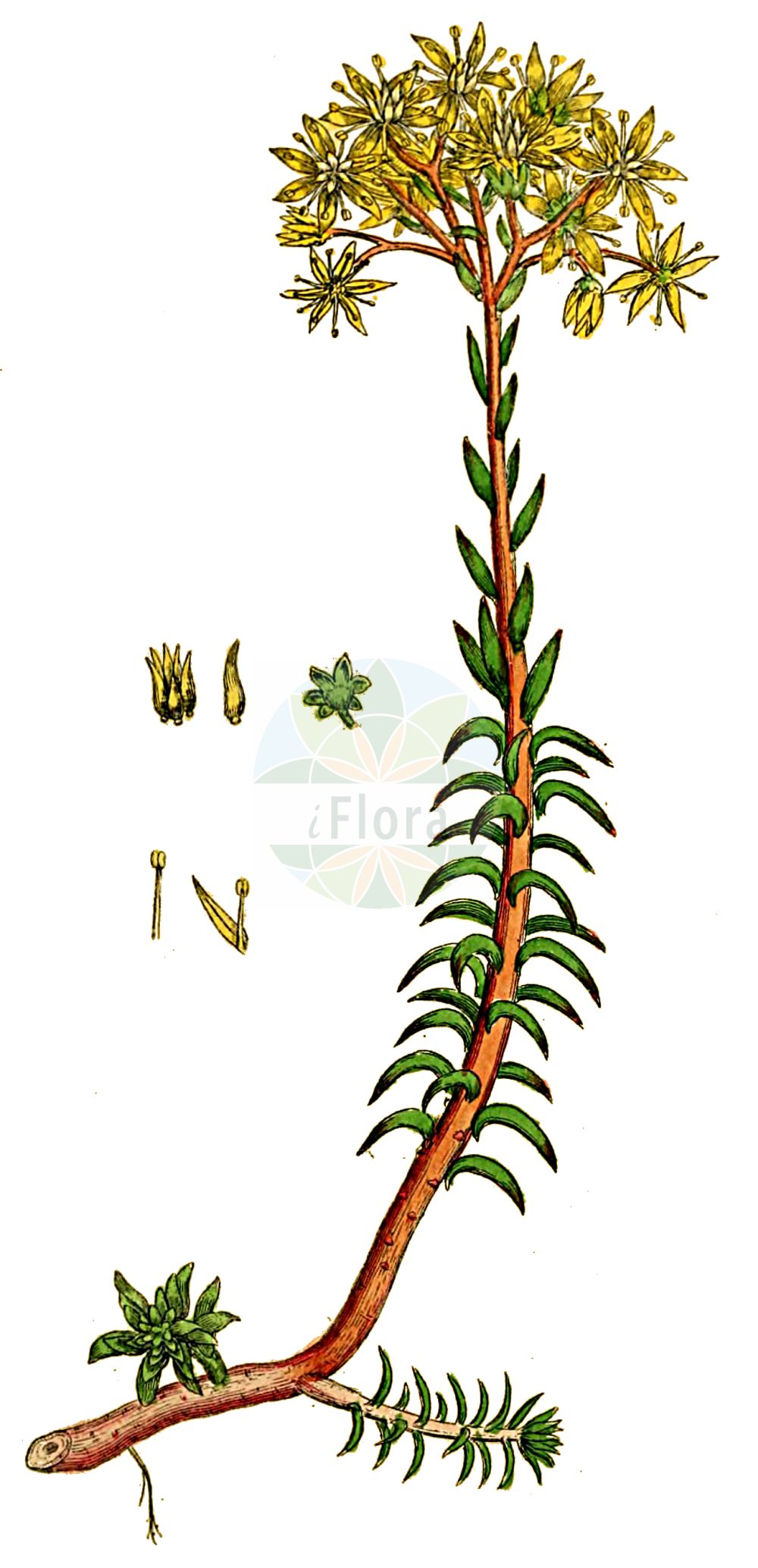 Historische Abbildung von Sedum rupestre (Felsen-Fetthenne - Reflexed Stonecrop). Das Bild zeigt Blatt, Bluete, Frucht und Same. ---- Historical Drawing of Sedum rupestre (Felsen-Fetthenne - Reflexed Stonecrop). The image is showing leaf, flower, fruit and seed.(Sedum rupestre,Felsen-Fetthenne,Reflexed Stonecrop,Petrosedum reflexum,Sedum albescens,Sedum reflexum,Sedum rupestre,Sedum rupestre subsp. albescens,Felsen-Fetthenne,Tripmadam,Reflexed Stonecrop,Jenny's Stonecrop,Rock Stonecrop,Sedum,Fetthenne,Stonecrop,Crassulaceae,Dickblattgewächse,Stonecrop family,Blatt,Bluete,Frucht,Same,leaf,flower,fruit,seed,Sowerby (1790-1813))