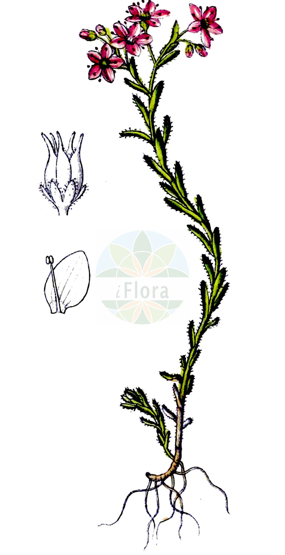 Historische Abbildung von Sedum villosum (Sumpf-Fetthenne - Hairy Stonecrop). Das Bild zeigt Blatt, Bluete, Frucht und Same. ---- Historical Drawing of Sedum villosum (Sumpf-Fetthenne - Hairy Stonecrop). The image is showing leaf, flower, fruit and seed.(Sedum villosum,Sumpf-Fetthenne,Hairy Stonecrop,Oreosedum villosum,Sedum pentandrum,Sedum villosum,Sedum villosum L. var.,Sumpf-Fetthenne,Druesen-Mauerpfeffer,Moor-Mauerpfeffer,Hairy Stonecrop,Purple Stonecrop,Sedum,Fetthenne,Stonecrop,Crassulaceae,Dickblattgewächse,Stonecrop family,Blatt,Bluete,Frucht,Same,leaf,flower,fruit,seed,Dietrich (1833-1844))