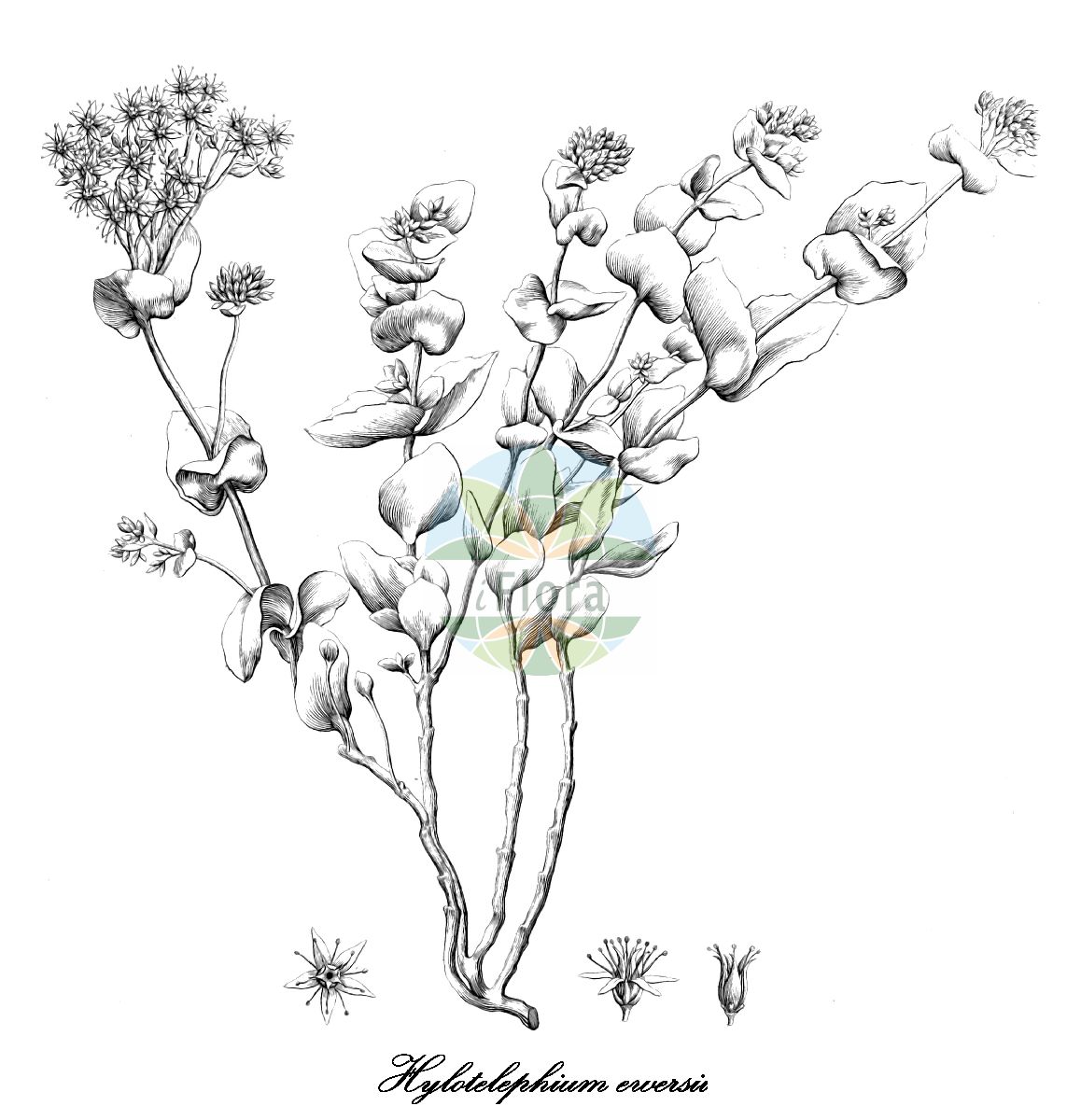 Historische Abbildung von Hylotelephium ewersii (Ewers-Fetthenne). Das Bild zeigt Blatt, Bluete, Frucht und Same. ---- Historical Drawing of Hylotelephium ewersii (Ewers-Fetthenne). The image is showing leaf, flower, fruit and seed.(Hylotelephium ewersii,Ewers-Fetthenne,Sedum ewersii,Hylotelephium,Fetthenne,Orpine,Crassulaceae,Dickblattgewächse,Hilaire,Blatt,Bluete,Frucht,Same,leaf,flower,fruit,seed,von Ledebour (1829-1834))