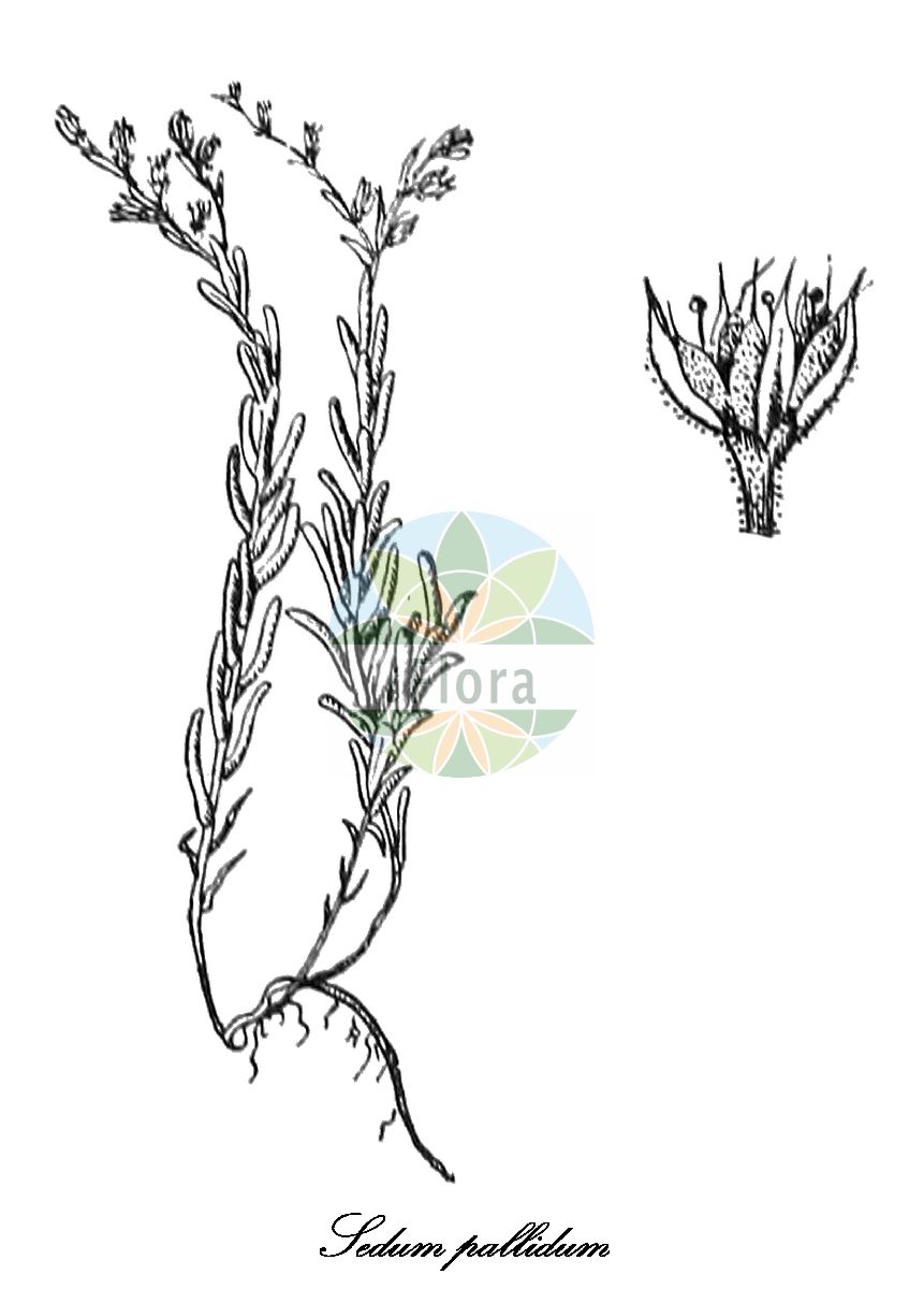Historische Abbildung von Sedum pallidum (Bleiche Fetthenne). Das Bild zeigt Blatt, Bluete, Frucht und Same. ---- Historical Drawing of Sedum pallidum (Bleiche Fetthenne). The image is showing leaf, flower, fruit and seed.(Sedum pallidum,Bleiche Fetthenne,Sedum bithynicum,Sedum sanguineum,Sedum,Fetthenne,stonecrop,Crassulaceae,Dickblattgewächse,Hilaire,Blatt,Bluete,Frucht,Same,leaf,flower,fruit,seed)