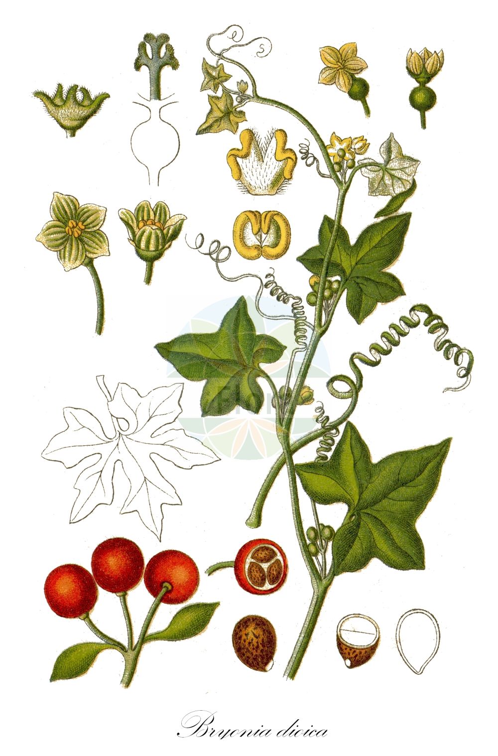 Historische Abbildung von Bryonia dioica (Rotfrüchtige Zaunrübe - White Bryony). Das Bild zeigt Blatt, Bluete, Frucht und Same. ---- Historical Drawing of Bryonia dioica (Rotfrüchtige Zaunrübe - White Bryony). The image is showing leaf, flower, fruit and seed.(Bryonia dioica,Rotfrüchtige Zaunrübe,White Bryony,Bryonia digyna,Bryonia dioica,Bryonia sicula,Rotfruechtige Zaunruebe,Rotbeerige Zaunruebe,Rote Zaunruebe,White Bryony,Common Bryony,Cretan Bryony,Red-berried Bryony,Red-berry Bryony,Red Bryony,Bryonia,Zaunrübe,Bryony,Cucurbitaceae,Kürbisgewächse,Cucurbit family,Blatt,Bluete,Frucht,Same,leaf,flower,fruit,seed,Sturm (1796f))