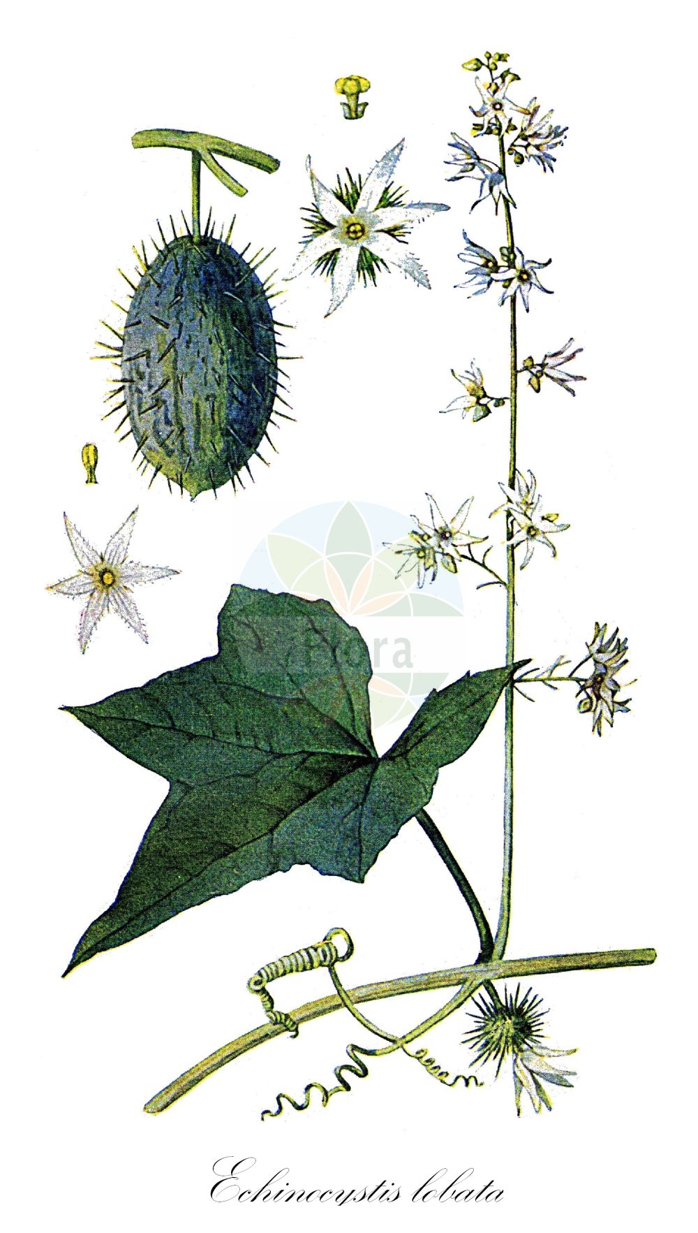Historische Abbildung von Echinocystis lobata (Stachelgurke - Wild Cucumber). Das Bild zeigt Blatt, Bluete, Frucht und Same. ---- Historical Drawing of Echinocystis lobata (Stachelgurke - Wild Cucumber). The image is showing leaf, flower, fruit and seed.(Echinocystis lobata,Stachelgurke,Wild Cucumber,Echinocystis echinata,Echinocystis lobata,Sicyos lobatus,Stachelgurke,Gelappte Stachelgurke,Igelgurke,Wild Cucumber,Wild Balsam Apple,Echinocystis,Stachelgurke,Wild Cucumber,Cucurbitaceae,Kürbisgewächse,Cucurbit family,Blatt,Bluete,Frucht,Same,leaf,flower,fruit,seed,Eaton (1916))