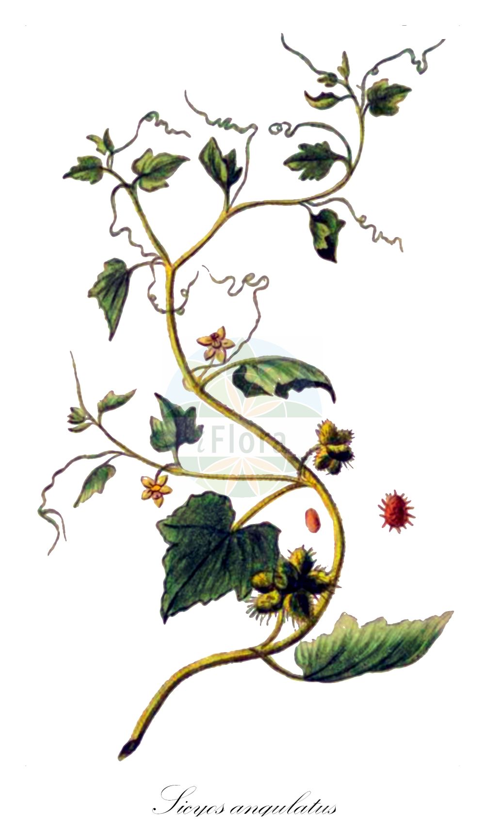 Historische Abbildung von Sicyos angulatus. Das Bild zeigt Blatt, Bluete, Frucht und Same. ---- Historical Drawing of Sicyos angulatus. The image is showing leaf, flower, fruit and seed.(Sicyos angulatus,Sicyos angulatus,Sicyos,Cucurbitaceae,Kürbisgewächse,Cucurbit family,Blatt,Bluete,Frucht,Same,leaf,flower,fruit,seed,Bonelli (1771-1793))