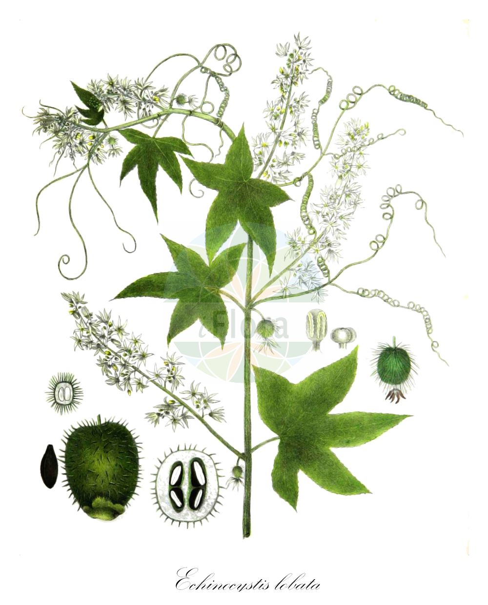 Historische Abbildung von Echinocystis lobata (Stachelgurke - Wild Cucumber). Das Bild zeigt Blatt, Bluete, Frucht und Same. ---- Historical Drawing of Echinocystis lobata (Stachelgurke - Wild Cucumber). The image is showing leaf, flower, fruit and seed.(Echinocystis lobata,Stachelgurke,Wild Cucumber,Echinocystis echinata,Echinocystis lobata,Sicyos lobatus,Stachelgurke,Gelappte Stachelgurke,Igelgurke,Wild Cucumber,Wild Balsam Apple,Echinocystis,Stachelgurke,Wild Cucumber,Cucurbitaceae,Kürbisgewächse,Cucurbit family,Blatt,Bluete,Frucht,Same,leaf,flower,fruit,seed,Torrey (1843))