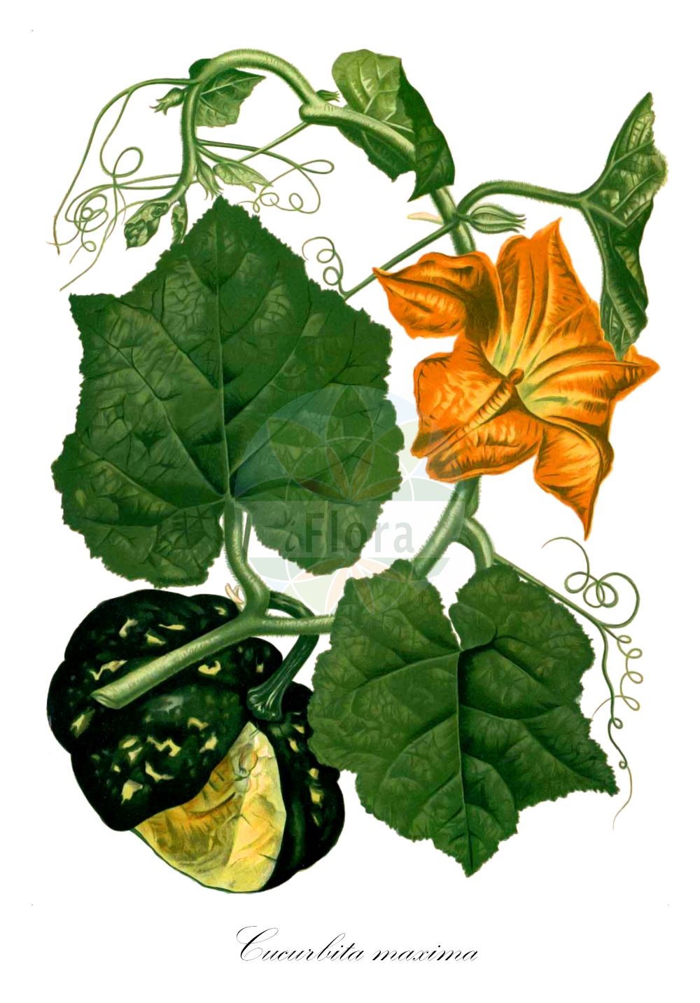 Historische Abbildung von Cucurbita maxima (Pumpkin). ---- Historical Drawing of Cucurbita maxima (Pumpkin).(Cucurbita maxima,Pumpkin,Cucurbita maxima,Cucurbita pileiformis,Cucurbita turbaniformis,Cucurbita,Cucurbitaceae,Kürbisgewächse,Cucurbit family,Blanco (1875))