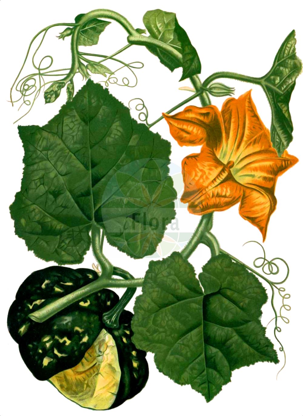 Historische Abbildung von Cucurbita maxima (Pumpkin). Das Bild zeigt Blatt, Bluete, Frucht und Same. ---- Historical Drawing of Cucurbita maxima (Pumpkin). The image is showing leaf, flower, fruit and seed.(Cucurbita maxima,Pumpkin,Cucurbita maxima,Cucurbita pileiformis,Cucurbita turbaniformis,Cucurbita,Cucurbitaceae,Kürbisgewächse,Cucurbit family,Blatt,Bluete,Frucht,Same,leaf,flower,fruit,seed,Blanco (1875))