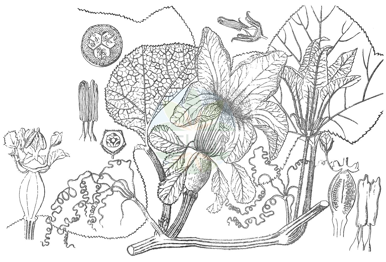 Historische Abbildung von Cucurbita maxima (Pumpkin). Das Bild zeigt Blatt, Bluete, Frucht und Same. ---- Historical Drawing of Cucurbita maxima (Pumpkin). The image is showing leaf, flower, fruit and seed.(Cucurbita maxima,Pumpkin,Cucurbita maxima,Cucurbita pileiformis,Cucurbita turbaniformis,Cucurbita,Cucurbitaceae,Kürbisgewächse,Cucurbit family,Blatt,Bluete,Frucht,Same,leaf,flower,fruit,seed,Kirtikar & Basu (1918))