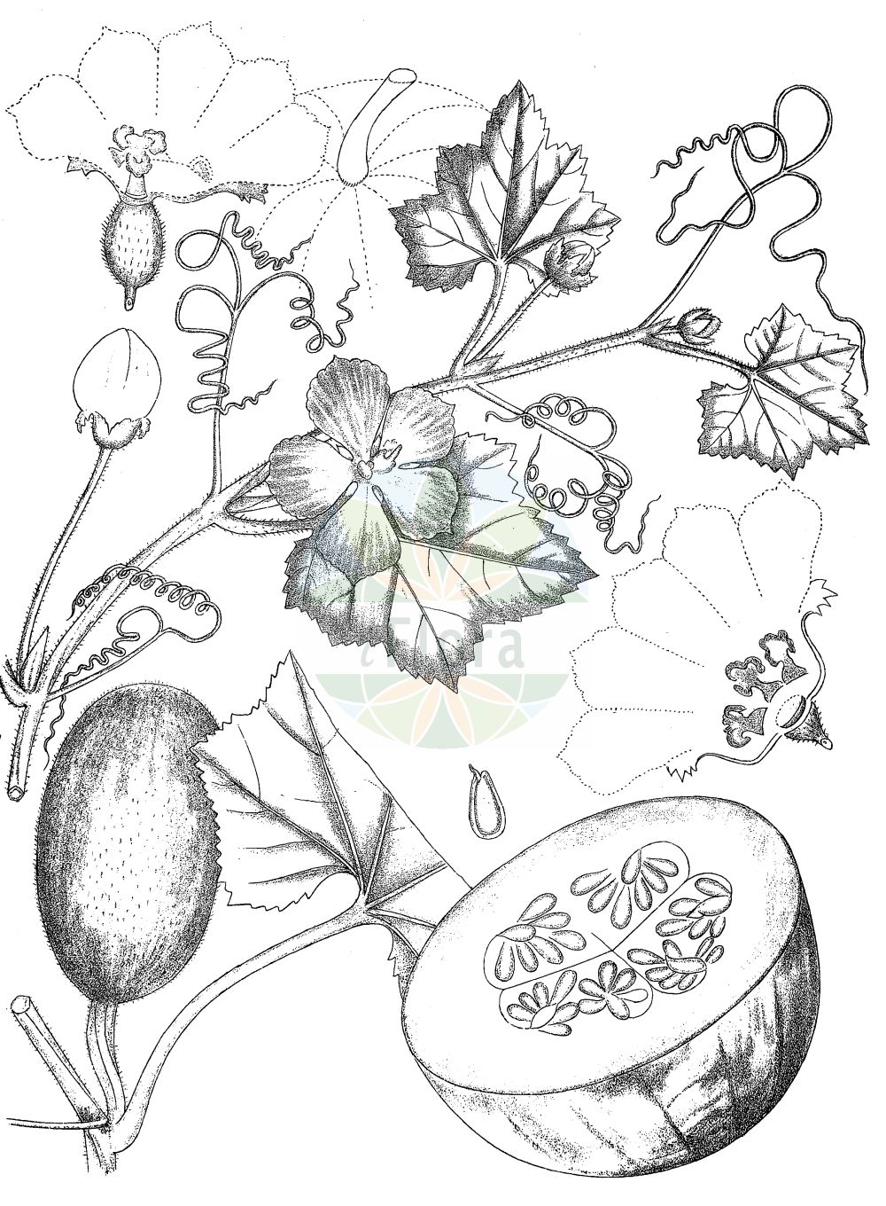 Historische Abbildung von Cucurbita pepo (Marrow). Das Bild zeigt Blatt, Bluete, Frucht und Same. ---- Historical Drawing of Cucurbita pepo (Marrow). The image is showing leaf, flower, fruit and seed.(Cucurbita pepo,Marrow,Cucurbita aurantia,Cucurbita clodiensis,Cucurbita melopepo,Cucurbita oblonga,Cucurbita ovifera,Cucurbita pepo,Cucurbita verrucosa,Cucurbita,Cucurbitaceae,Kürbisgewächse,Cucurbit family,Blatt,Bluete,Frucht,Same,leaf,flower,fruit,seed,Kirtikar & Basu (1918))