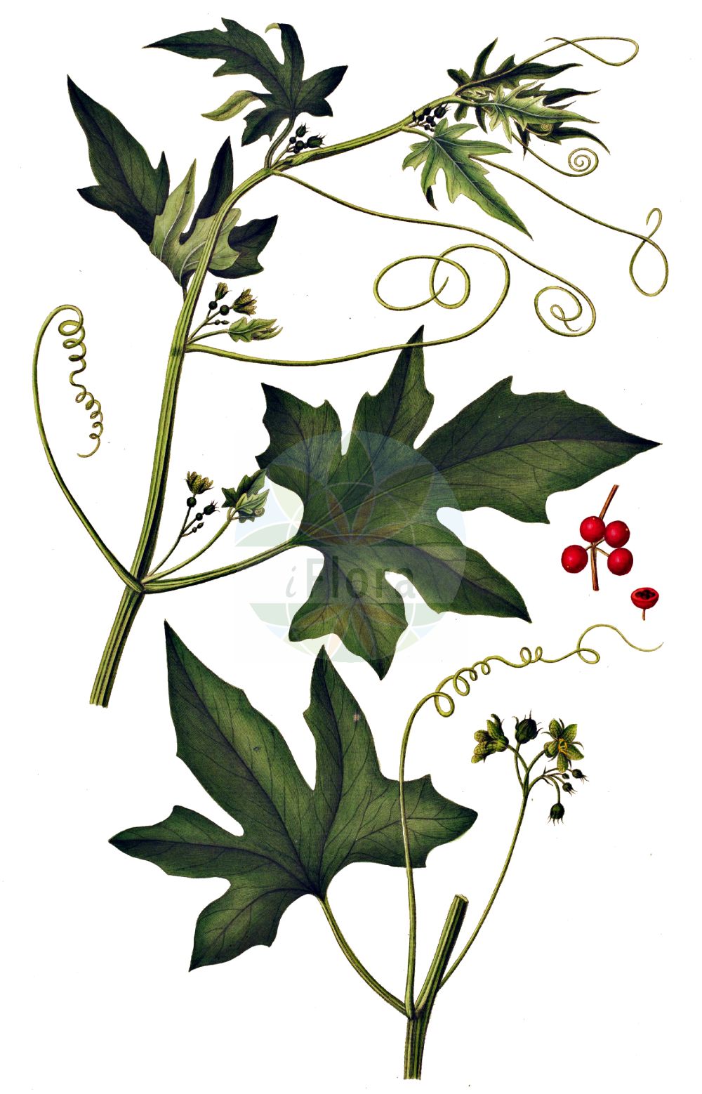 Historische Abbildung von Bryonia dioica (Rotfrüchtige Zaunrübe - White Bryony). Das Bild zeigt Blatt, Bluete, Frucht und Same. ---- Historical Drawing of Bryonia dioica (Rotfrüchtige Zaunrübe - White Bryony). The image is showing leaf, flower, fruit and seed.(Bryonia dioica,Rotfrüchtige Zaunrübe,White Bryony,Bryonia digyna,Bryonia dioica,Bryonia sicula,Rotfruechtige Zaunruebe,Rotbeerige Zaunruebe,Rote Zaunruebe,White Bryony,Common Bryony,Cretan Bryony,Red-berried Bryony,Red-berry Bryony,Red Bryony,Bryonia,Zaunrübe,Bryony,Cucurbitaceae,Kürbisgewächse,Cucurbit family,Blatt,Bluete,Frucht,Same,leaf,flower,fruit,seed,Oeder (1761-1883))