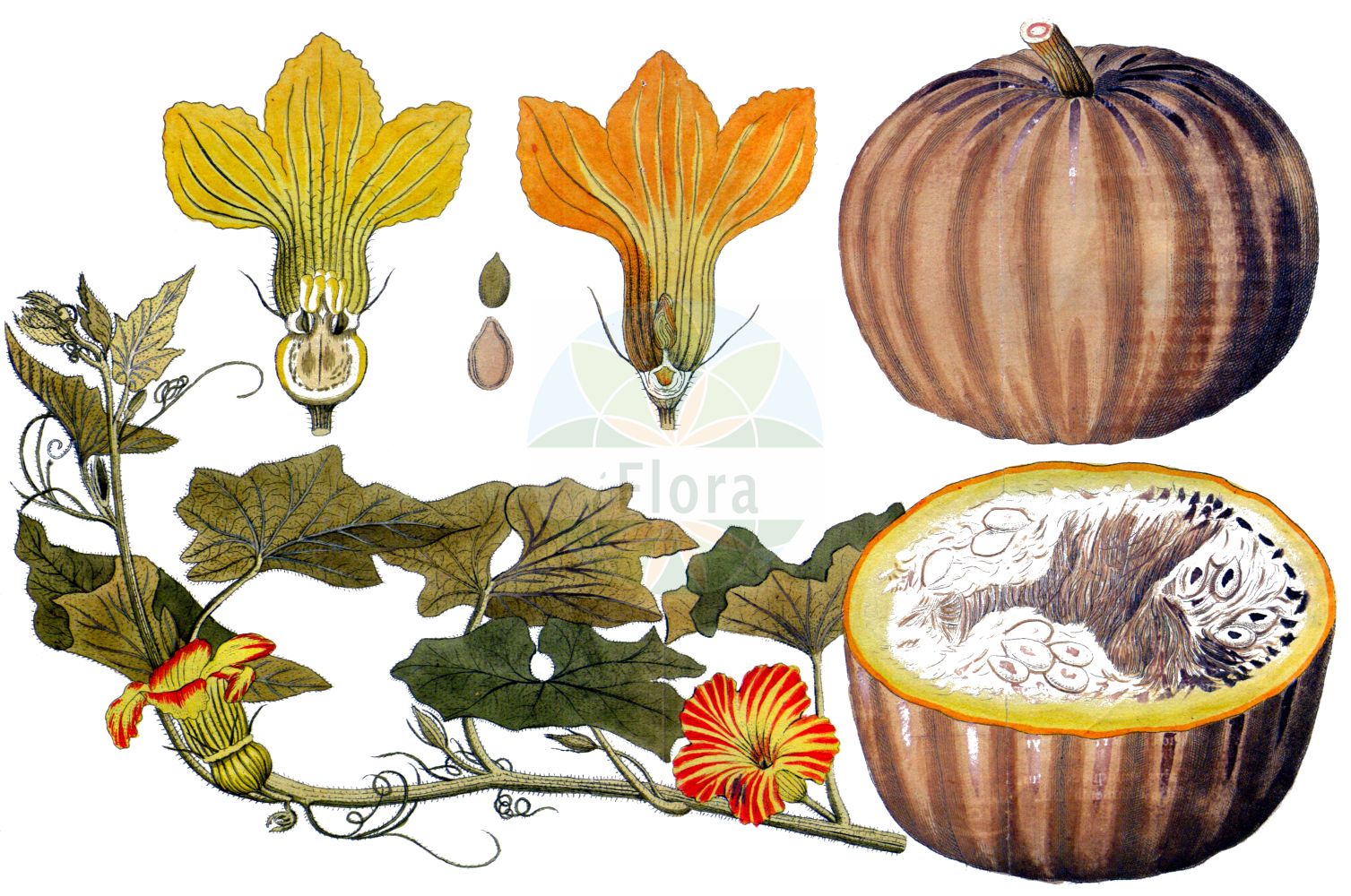 Historische Abbildung von Cucurbita pepo (Marrow). Das Bild zeigt Blatt, Bluete, Frucht und Same. ---- Historical Drawing of Cucurbita pepo (Marrow). The image is showing leaf, flower, fruit and seed.(Cucurbita pepo,Marrow,Cucurbita aurantia,Cucurbita clodiensis,Cucurbita melopepo,Cucurbita oblonga,Cucurbita ovifera,Cucurbita pepo,Cucurbita verrucosa,Cucurbita,Cucurbitaceae,Kürbisgewächse,Cucurbit family,Blatt,Bluete,Frucht,Same,leaf,flower,fruit,seed,Vietz (1800-1822))
