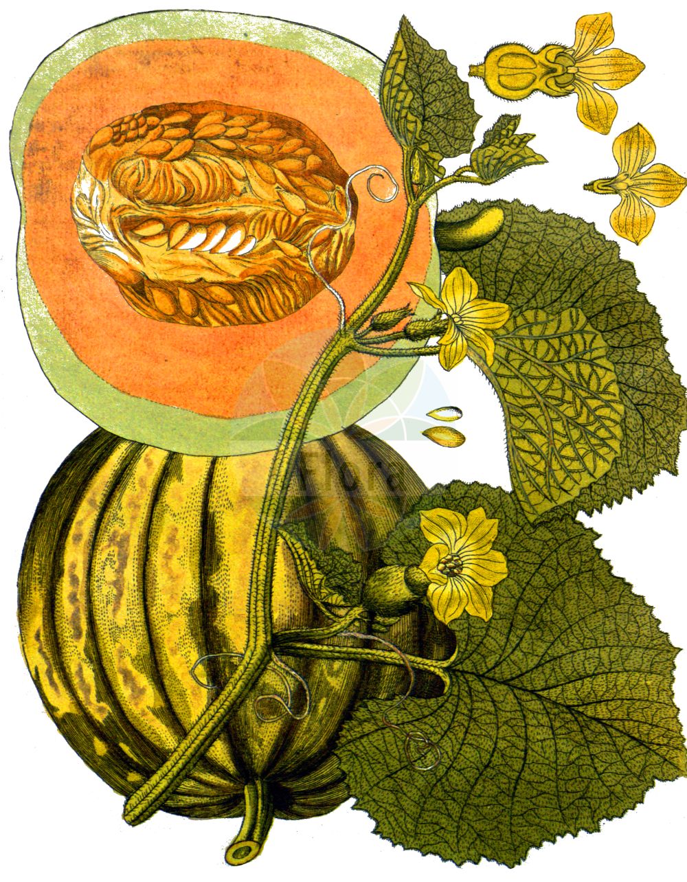 Historische Abbildung von Cucumis melo (Melon). Das Bild zeigt Blatt, Bluete, Frucht und Same. ---- Historical Drawing of Cucumis melo (Melon). The image is showing leaf, flower, fruit and seed.(Cucumis melo,Melon,Citrullus melo,Cucumis acidus,Cucumis callosus,Cucumis chate,Cucumis dudaim,Cucumis flexuosus,Cucumis melo,Cucumis trigonus,Melo agrestis,Melo dudaim,Melo sativus,Cucumis,Cucurbitaceae,Kürbisgewächse,Cucurbit family,Blatt,Bluete,Frucht,Same,leaf,flower,fruit,seed,Vietz (1800-1822))