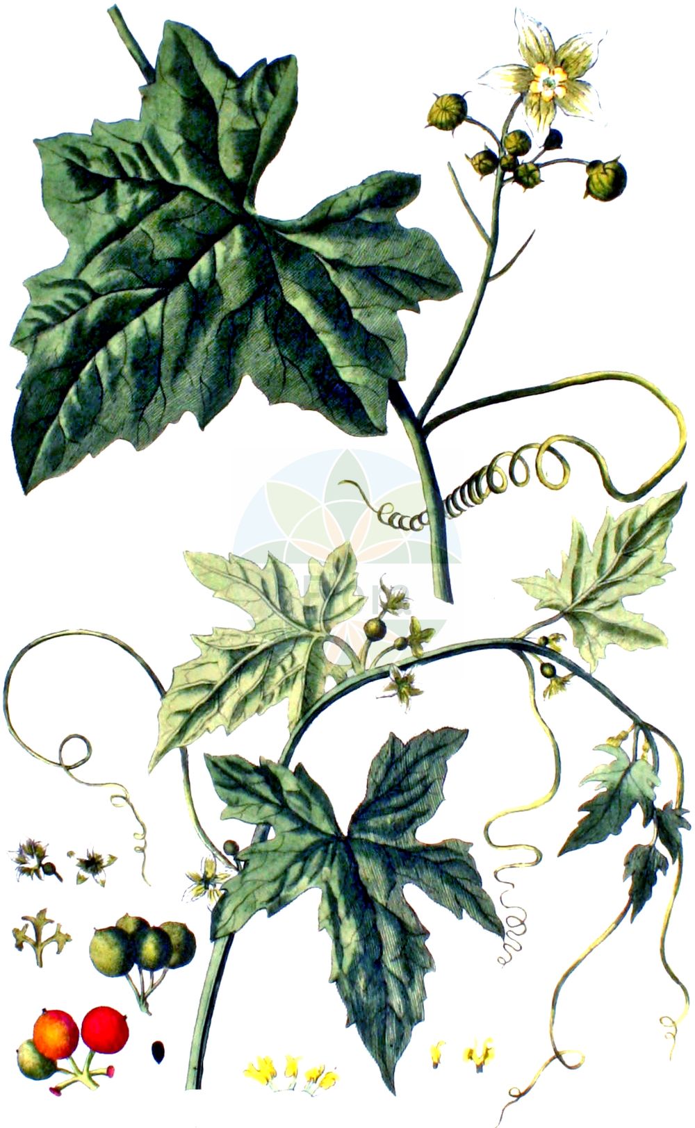 Historische Abbildung von Bryonia dioica (Rotfrüchtige Zaunrübe - White Bryony). Das Bild zeigt Blatt, Bluete, Frucht und Same. ---- Historical Drawing of Bryonia dioica (Rotfrüchtige Zaunrübe - White Bryony). The image is showing leaf, flower, fruit and seed.(Bryonia dioica,Rotfrüchtige Zaunrübe,White Bryony,Bryonia digyna,Bryonia dioica,Bryonia sicula,Rotfruechtige Zaunruebe,Rotbeerige Zaunruebe,Rote Zaunruebe,White Bryony,Common Bryony,Cretan Bryony,Red-berried Bryony,Red-berry Bryony,Red Bryony,Bryonia,Zaunrübe,Bryony,Cucurbitaceae,Kürbisgewächse,Cucurbit family,Blatt,Bluete,Frucht,Same,leaf,flower,fruit,seed,Kops (1800-1934))