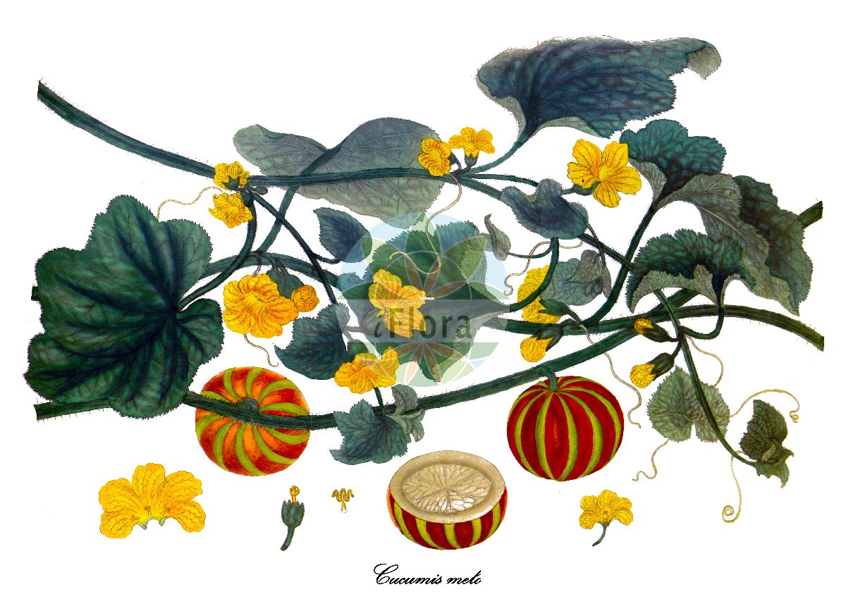 Historische Abbildung von Cucumis melo (Melone - Melon). Das Bild zeigt Blatt, Bluete, Frucht und Same. ---- Historical Drawing of Cucumis melo (Melone - Melon). The image is showing leaf, flower, fruit and seed.(Cucumis melo,Melone,Melon,Citrullus melo,Cucumis acidus,Cucumis callosus,Cucumis chate,Cucumis dudaim,Cucumis flexuosus,Cucumis trigonus,Melo agrestis,Melo dudaim,Melo sativus,Dessert-Melone,Honig-Melone,Zucker-Melone,Cucumis,Gurke,Melon,Cucurbitaceae,Kürbisgewächse,Cucurbit family,Blatt,Bluete,Frucht,Same,leaf,flower,fruit,seed,Andrews (1802-1809))