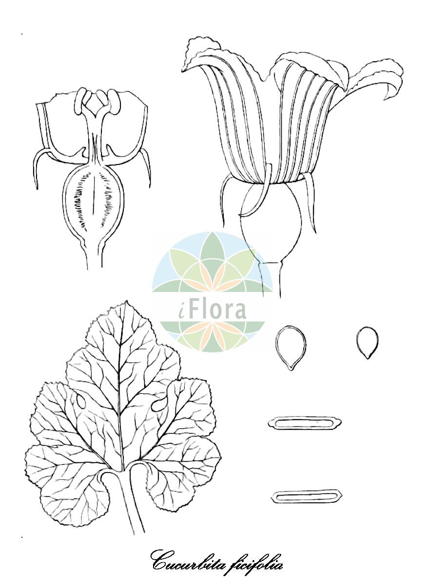 Historische Abbildung von Cucurbita ficifolia (Feigenblatt-Kürbis - Fig leaf gourd). Das Bild zeigt Blatt, Bluete, Frucht und Same. ---- Historical Drawing of Cucurbita ficifolia (Feigenblatt-Kürbis - Fig leaf gourd). The image is showing leaf, flower, fruit and seed.(Cucurbita ficifolia,Feigenblatt-Kürbis,Fig leaf gourd,Cucurbita melanosperma,Cucurbita mexicana,Cucurbita,Kürbis,Squash,Cucurbitaceae,Kürbisgewächse,Cucurbit family,Blatt,Bluete,Frucht,Same,leaf,flower,fruit,seed,Anales del Museo Nacional de Chile (1892-1910))