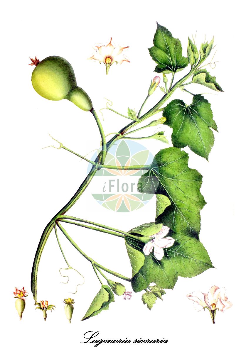 Historische Abbildung von Lagenaria siceraria (Flaschenkürbis - Calabash). Das Bild zeigt Blatt, Bluete, Frucht und Same. ---- Historical Drawing of Lagenaria siceraria (Flaschenkürbis - Calabash). The image is showing leaf, flower, fruit and seed.(Lagenaria siceraria,Flaschenkürbis,Calabash,Cucurbita leucantha,Cucurbita siceraria,Lagenaria leucantha,Lagenaria vulgaris,Lagenaria,Flaschenkürbis,Bottle gourd,Cucurbitaceae,Kürbisgewächse,Cucurbit family,Blatt,Bluete,Frucht,Same,leaf,flower,fruit,seed,Bellenden Ker (1821))