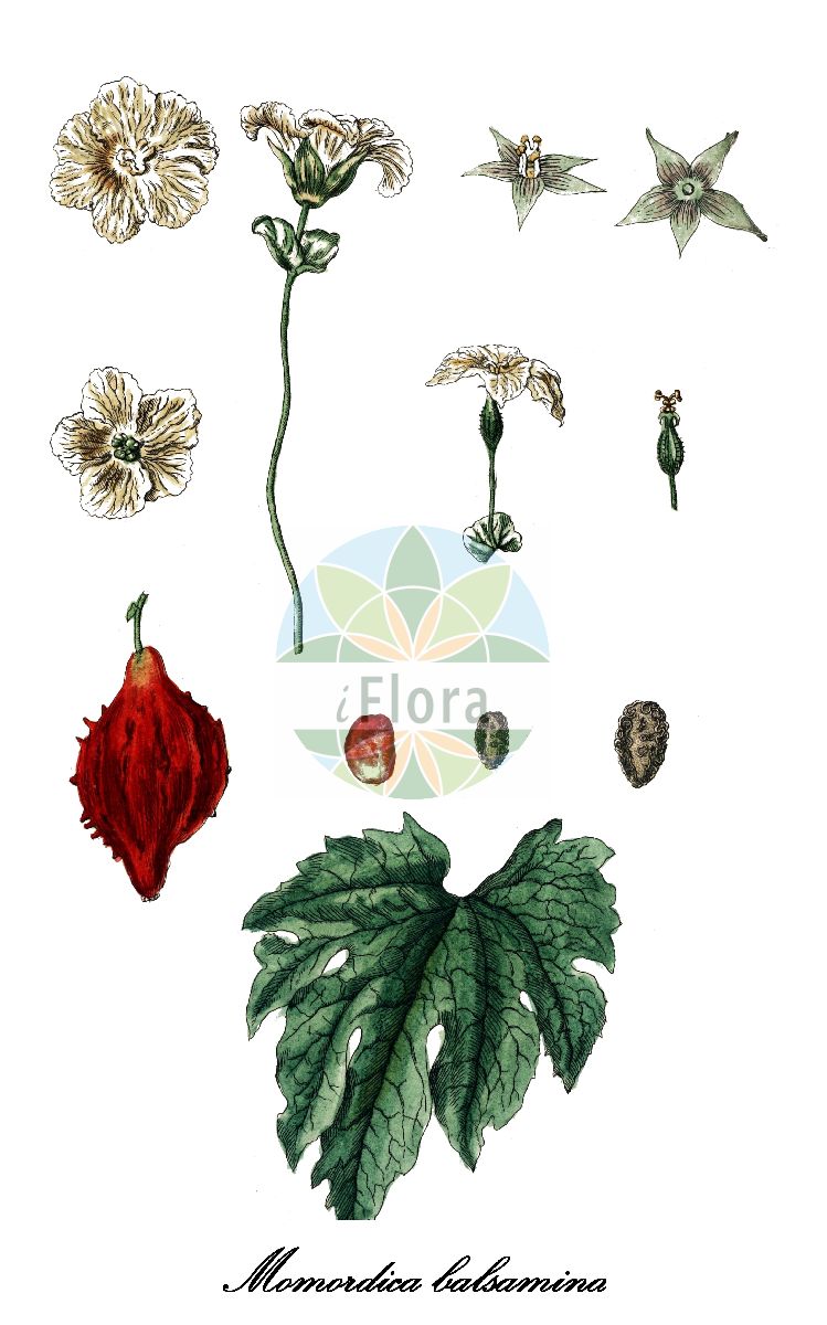 Historische Abbildung von Momordica balsamina. Das Bild zeigt Blatt, Bluete, Frucht und Same. ---- Historical Drawing of Momordica balsamina. The image is showing leaf, flower, fruit and seed.(Momordica balsamina,Momordica,Balsamapfel,Balsam-apple,Cucurbitaceae,Kürbisgewächse,Cucurbit family,Blatt,Bluete,Frucht,Same,leaf,flower,fruit,seed,Blackwell (1750-1773))