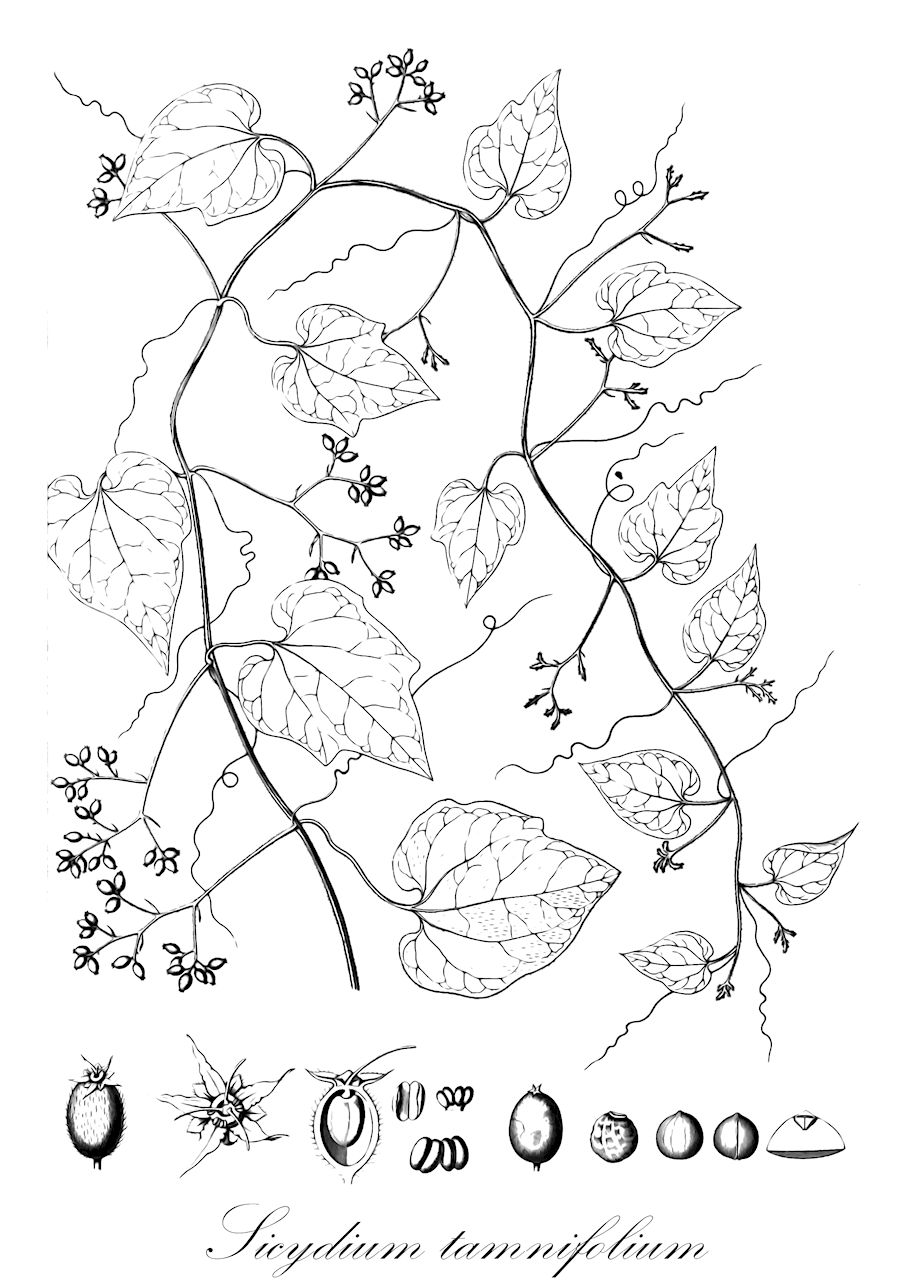 Sicydium tamnifolium - Cucurbitaceae,Plantae,Pteridobiotina,Angiosperms,Cucurbitales,Cucurbitaceae,Sicydium,Sicydium tamnifolium,Fevillea tamnifolia, Sicydium dussii, Sicydium tamnifolium var. dussii, Sicydium tamnifolium var. grandifolium, Triceratia bryonioides