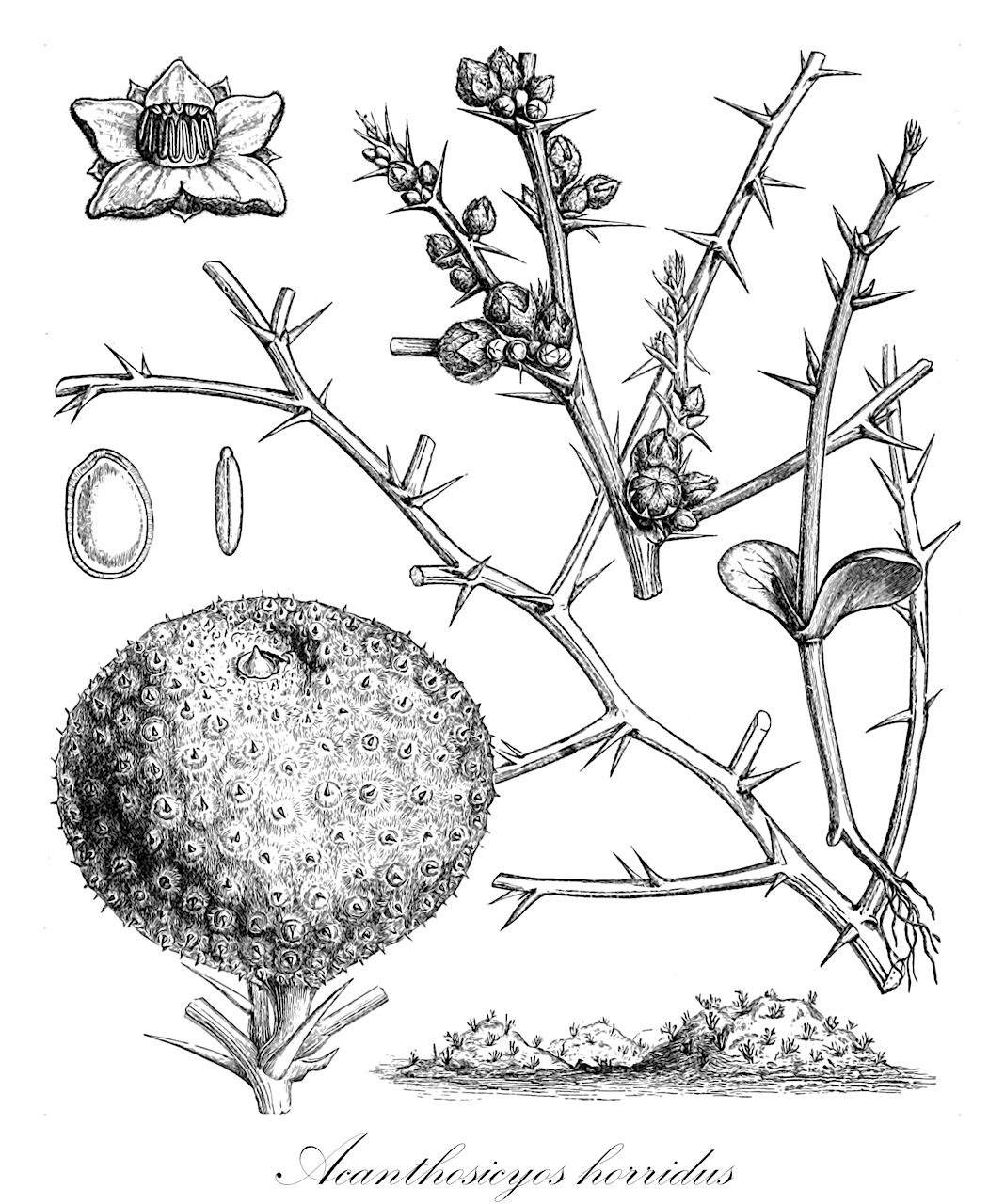 Acanthosicyos horridus - Cucurbitaceae,Plantae,Pteridobiotina,Angiosperms,Cucurbitales,Cucurbitaceae,Acanthosicyos,Acanthosicyos horridus