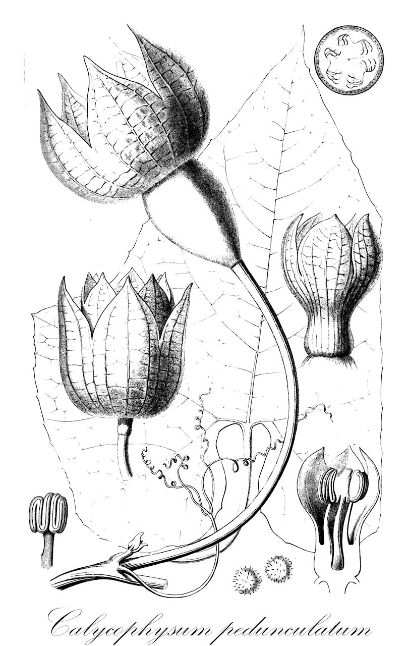 Calycophysum pedunculatum - Cucurbitaceae,Plantae,Pteridobiotina,Angiosperms,Cucurbitales,Cucurbitaceae,Calycophysum,Calycophysum pedunculatum,Calycophysum pedunculatum var. villosum, Calycophysum villosum