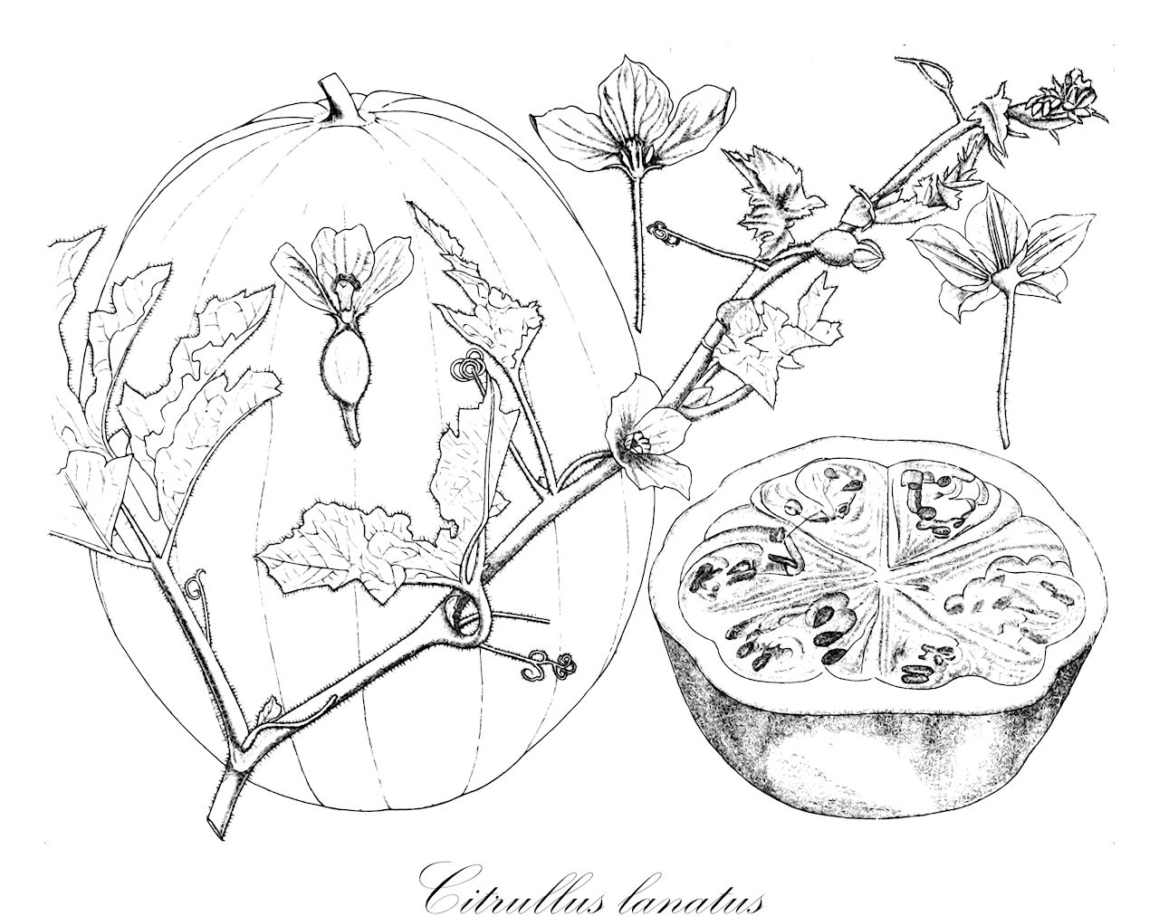 Citrullus lanatus - Cucurbitaceae,Plantae,Pteridobiotina,Angiosperms,Cucurbitales,Cucurbitaceae,Citrullus,Citrullus lanatus,Anguria citrullus, Citrullus anguria, Citrullus aquosus, Citrullus battich, Citrullus caffrorum, Citrullus chodospermus, Citrullus citrullus, Citrullus citrullus, Citrullus colocynthis var. capensis, Citrullus colocynthis var. lanatus, Citrullus edulis, Citrullus edulis, Citrullus lanatus f. amarus, Citrullus lanatus f. nigro-seminius, Citrullus lanatus subsp. cordophanus, Citrullus lanatus subsp. mucosospermus, Citrullus lanatus var. albidus, Citrullus lanatus var. caffrorum, Citrullus lanatus var. capensis, Citrullus lanatus var. cordophanus, Citrullus lanatus var. fistulosus, Citrullus lanatus var. lanatus, Citrullus lanatus var. minor, Citrullus lanatus var. oblongus, Citrullus lanatus var. pulcherrimus, Citrullus lanatus var. pumilus, Citrullus lanatus var. rotundus, Citrullus lanatus var. senegalicus, Citrullus lanatus var. shami, Citrullus lanatus var. variegatus, Citrullus lanatus var. virgatus, Citrullus lanatus var. viridis, Citrullus mucosospermus var. senegalicus, Citrullus pasteca, Citrullus vulgaris, Citrullus vulgaris var. caffrorum, Colocynthis amarissima, Colocynthis amarissima, Colocynthis citrullus, Colocynthis citrullus, Cucumis amarissimus, Cucumis citrullus, Cucumis citrullus var. jace, Cucumis citrullus var. pasteca, Cucumis dissectus, Cucumis edulis, Cucumis laciniosus, Cucumis laciniosus, Cucumis vulgaris, Cucurbita anguria, Cucurbita caffra, Cucurbita citrullus, Cucurbita gigantea, Cucurbita pinnatifida, Momordica lanata,Wassermelone;water melon;citron;watermelon;preserving melon;sandia;stock melon;Coloquinte;Pastèque;melon d'eau;patilla;sandia;melón de agua;sandía;Anguria;melone d'acqua;cocomero;pastecca;watermeloen;melancia;melancieira;арбуз обыкновенный;karpuz;shalqi;sindriera;lubenica;vattenmelon;vandmelon;arbuz zwyczajny;kawon;suika;スイカ;görögdinnye;lubenice obecná;vodní meloun;harbuz;lubenita;pepene duce;pepene verde;dyňa červená;vodní meloun;кавун звичайний;диня;vannmelon;vesimeloni;avatiach pashut;אֲבַטִּיחַ פָּשׁוּט;dellah;xī guā;西瓜