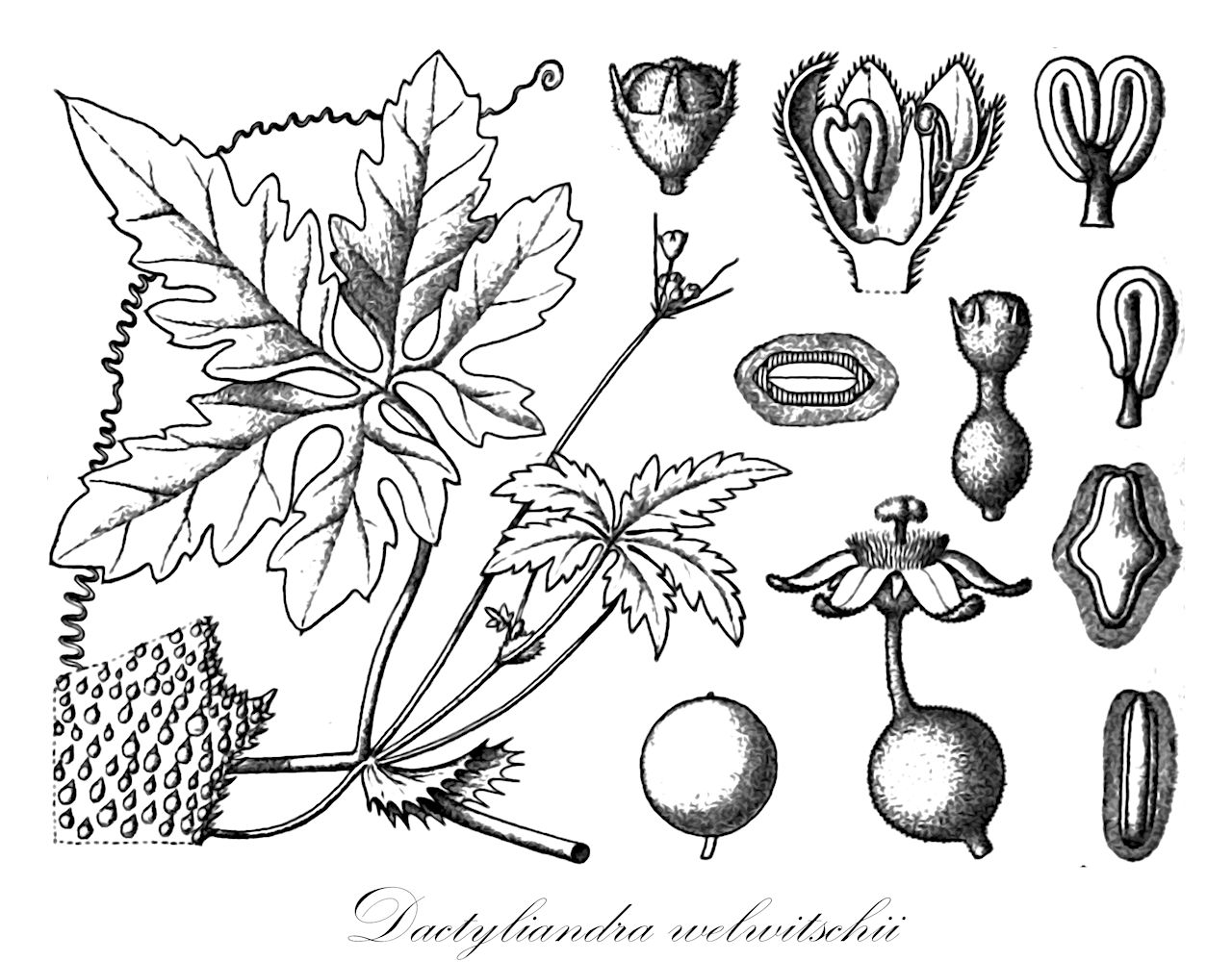 Dactyliandra welwitschii - Cucurbitaceae,Plantae,Pteridobiotina,Angiosperms,Cucurbitales,Cucurbitaceae,Dactyliandra,Dactyliandra welwitschii,Blastania luederitziana, Ctenolepis welwitschii, Dactyliandra luederitziana