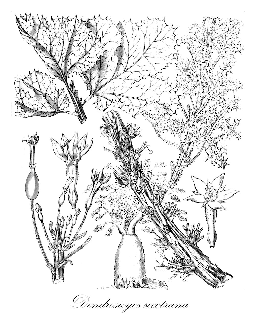 Dendrosicyos socotrana - Cucurbitaceae,Plantae,Pteridobiotina,Angiosperms,Cucurbitales,Cucurbitaceae,Dendrosicyos,Dendrosicyos socotrana