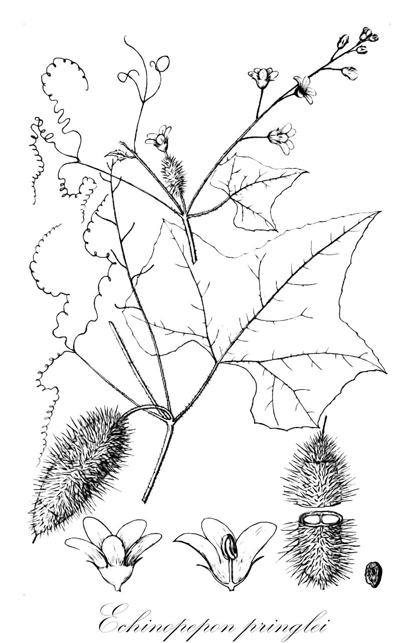 Echinopepon pringlei - Cucurbitaceae,Plantae,Pteridobiotina,Angiosperms,Cucurbitales,Cucurbitaceae,Echinopepon,Echinopepon pringlei